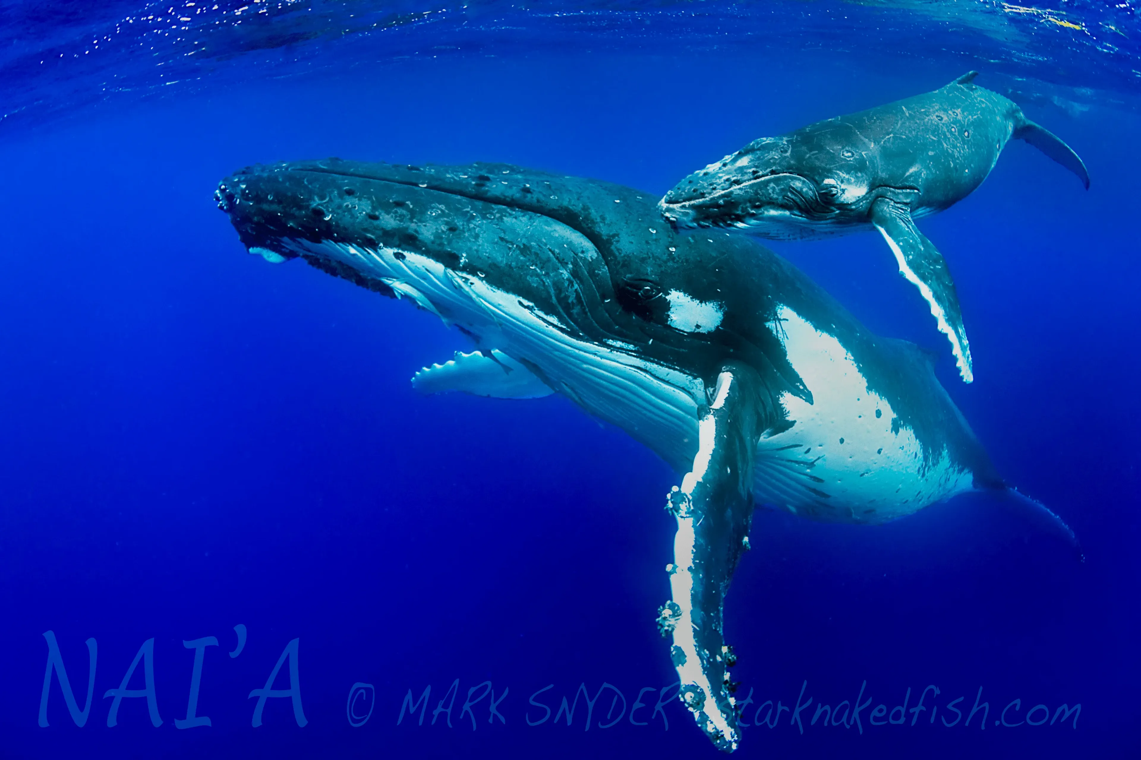 diving with humpback whale in fiji