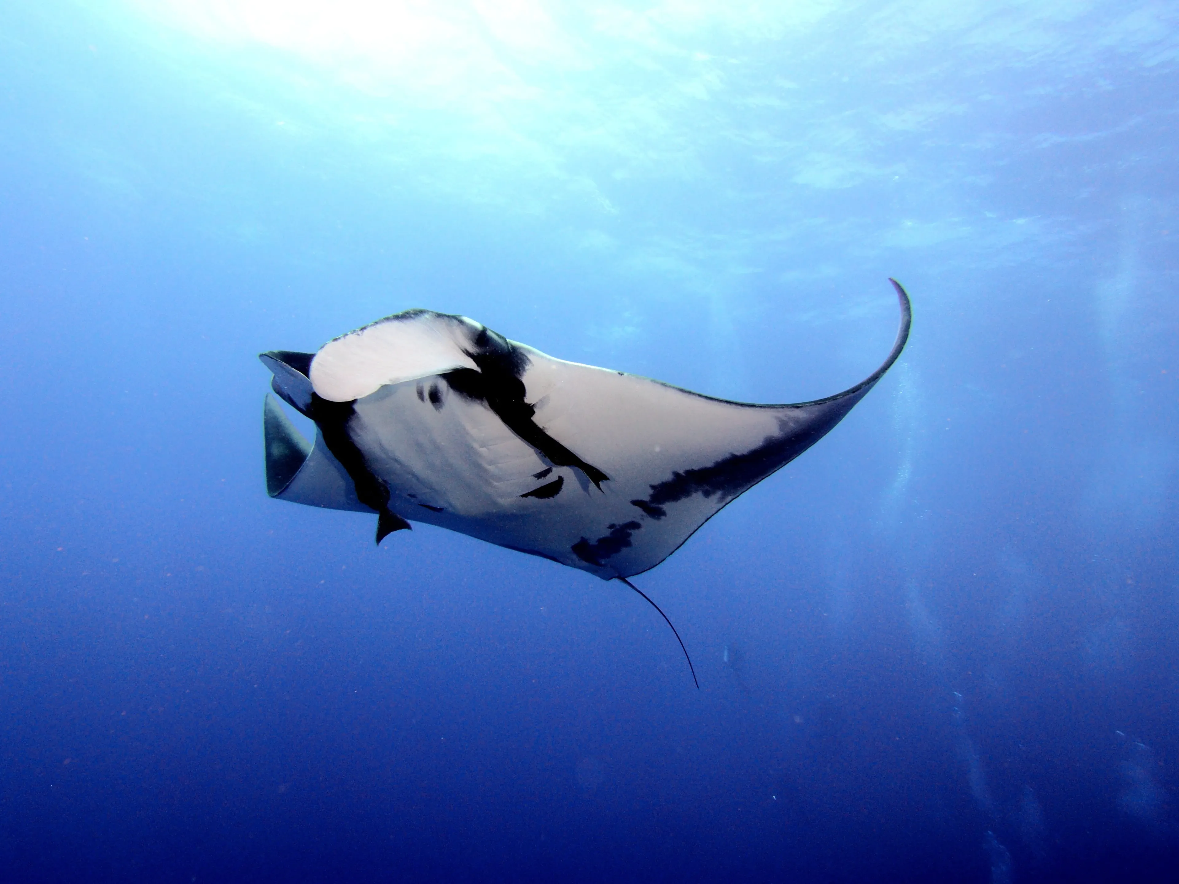 free diving with manta ray