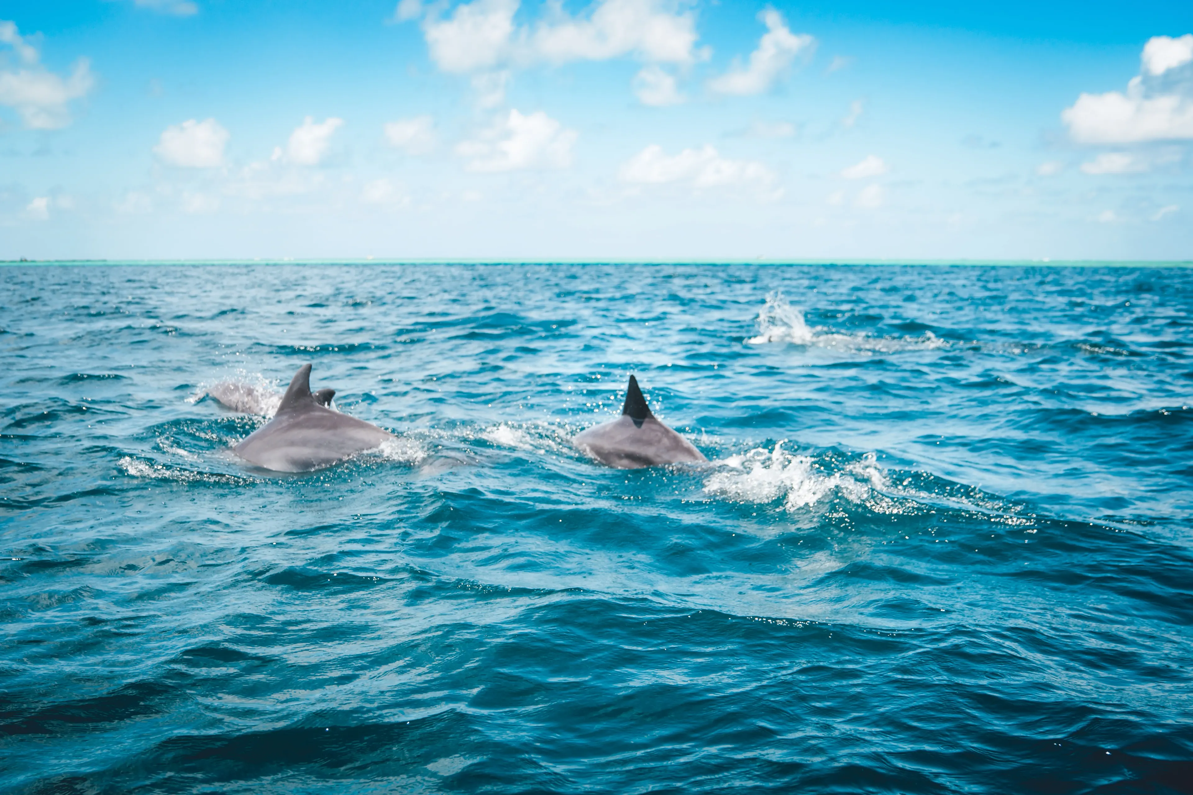 dolphins jumping in Rangiroa tiputa pass