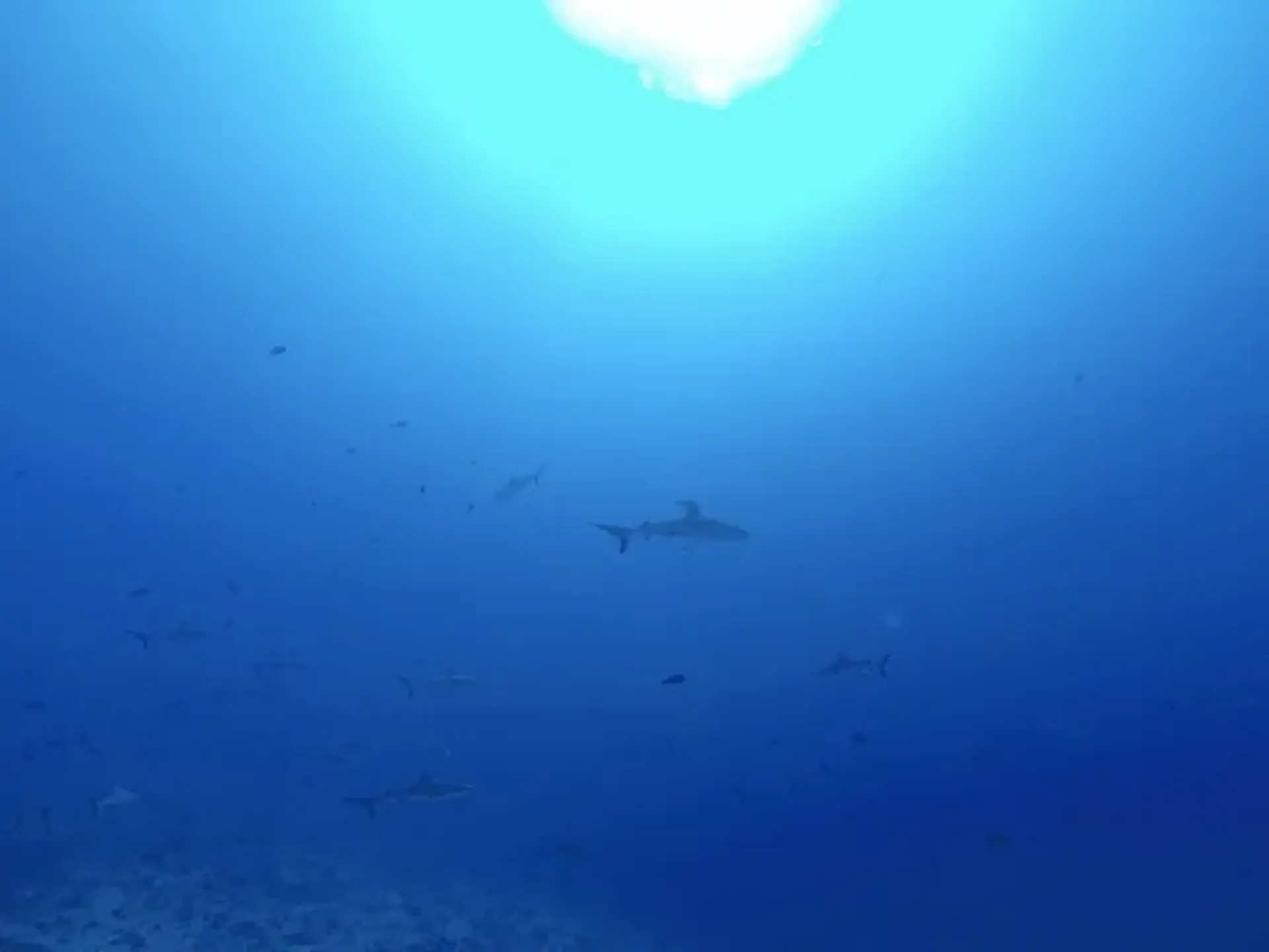 requins de récif à fakarava