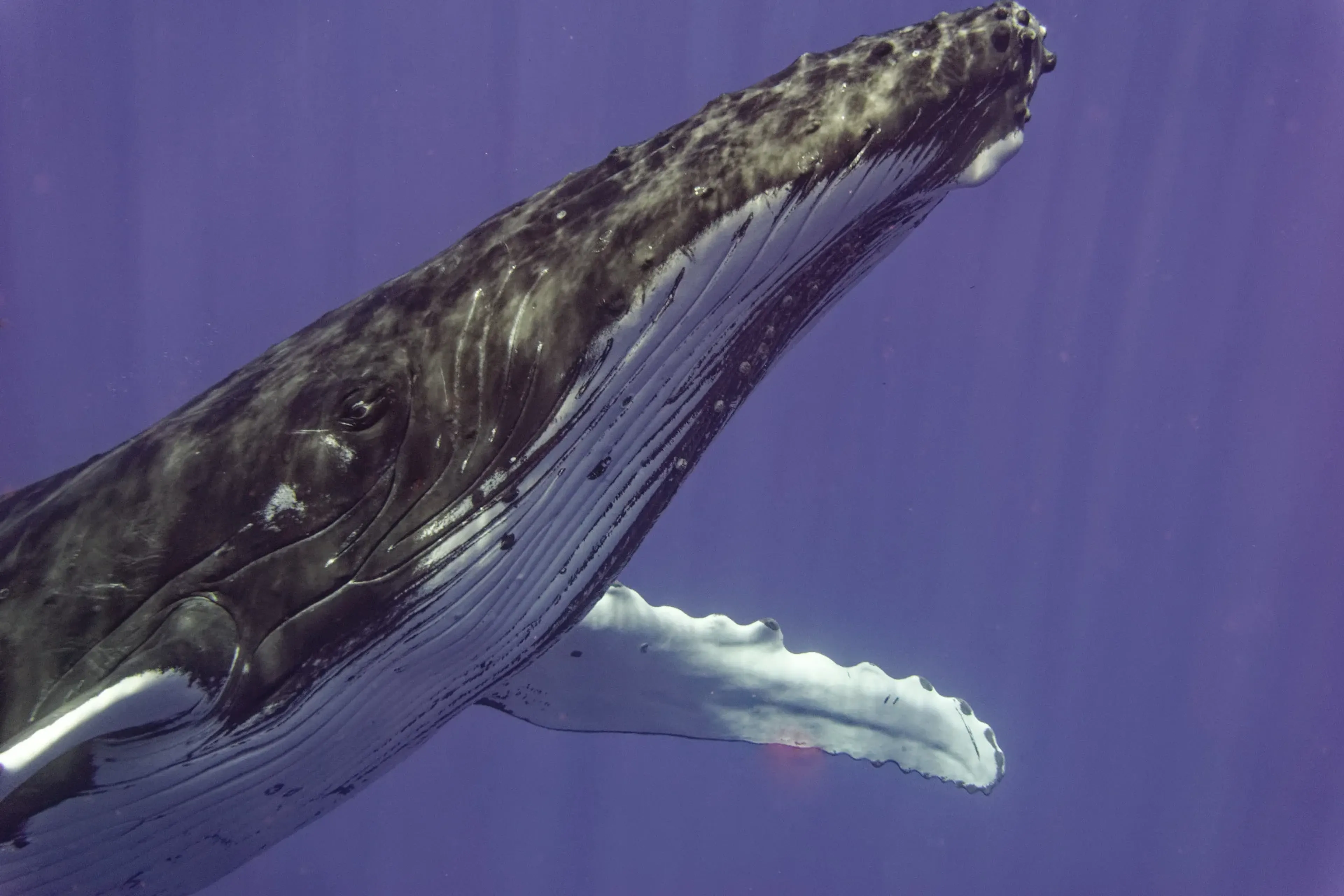 snorkeling in moorea with humpback whales