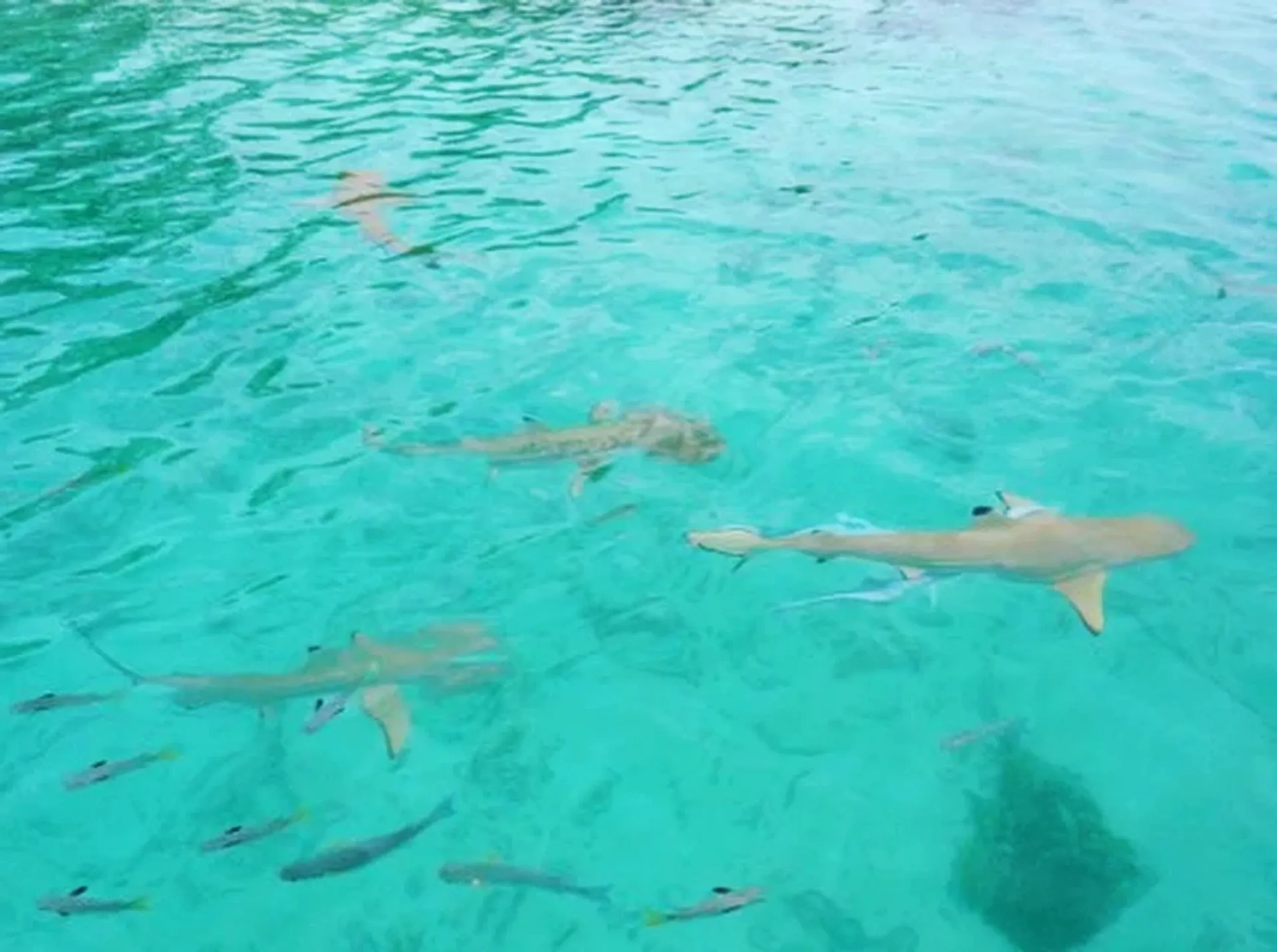 snorkelling dans le lagon de fakarava