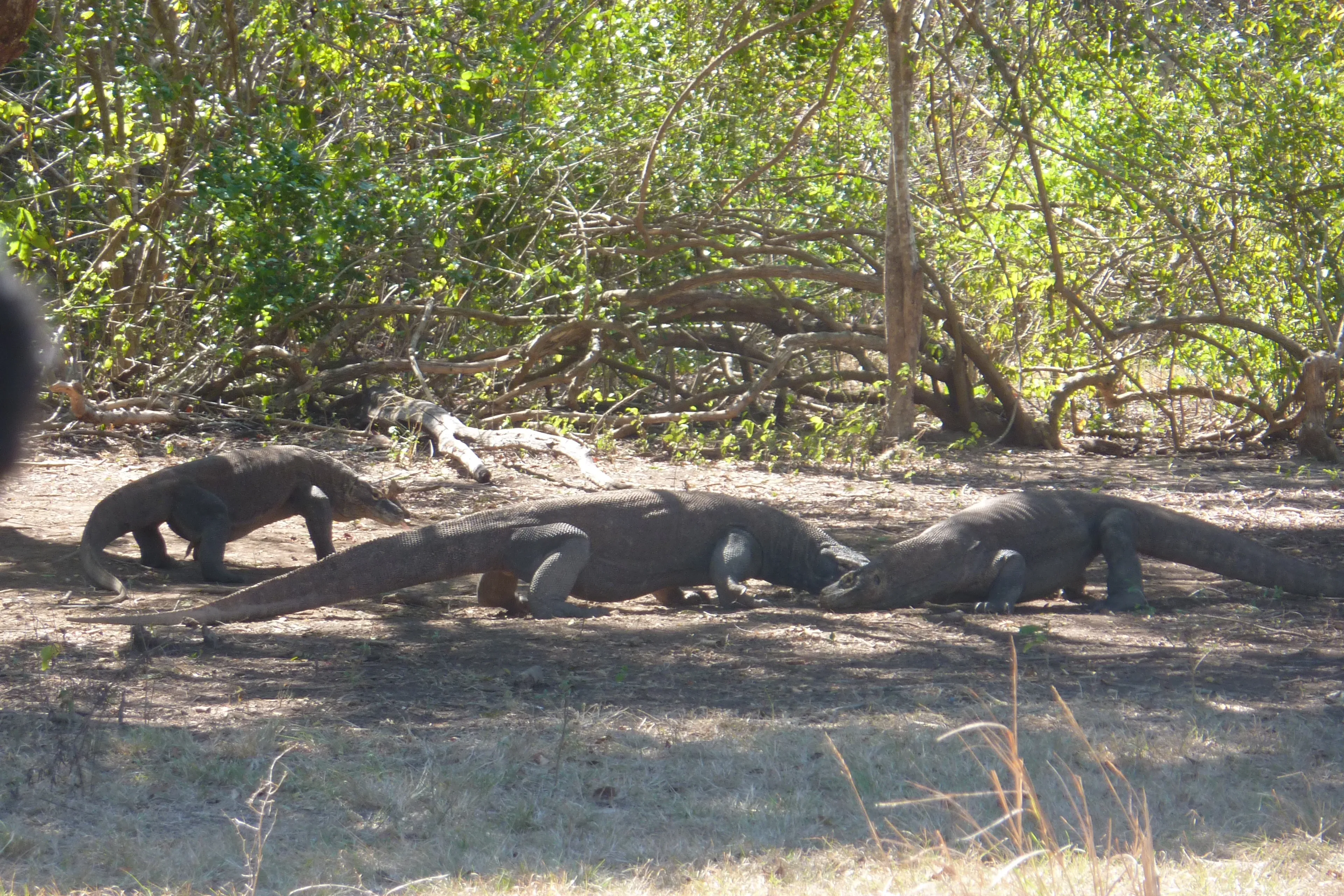 dragons de komodo