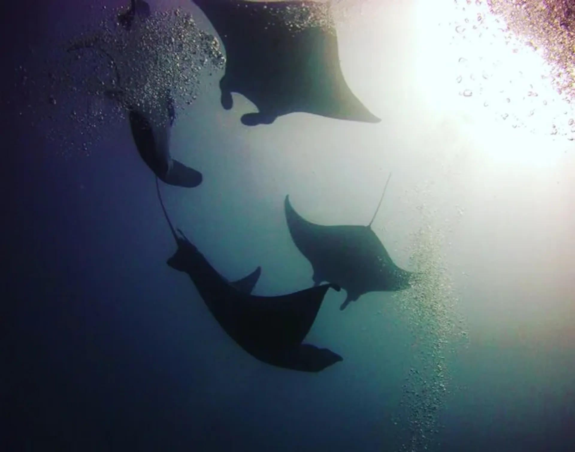 diving with manta rays in komodo
