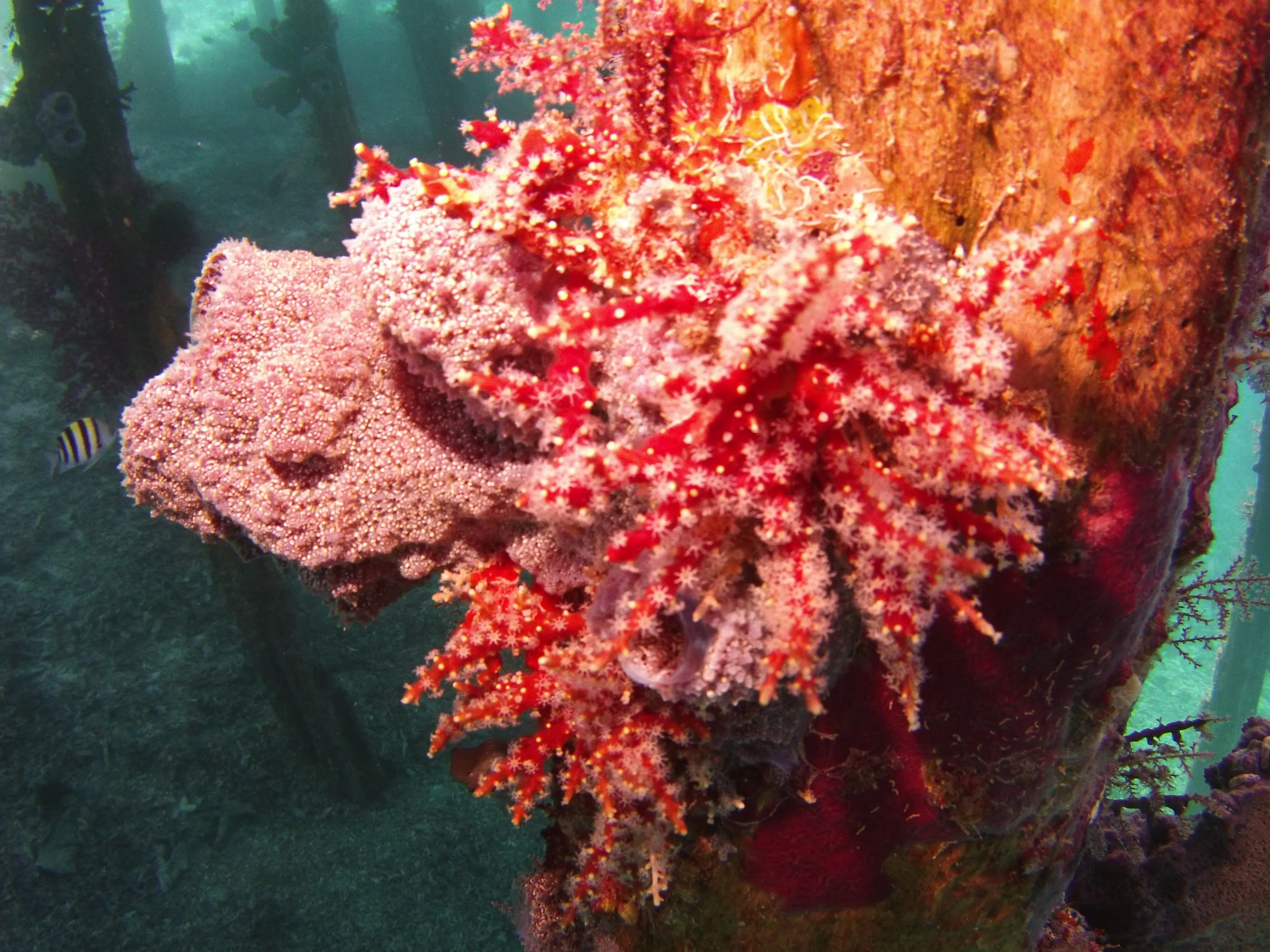 plongée sur des récifs coralliens à raja ampat en indonésie