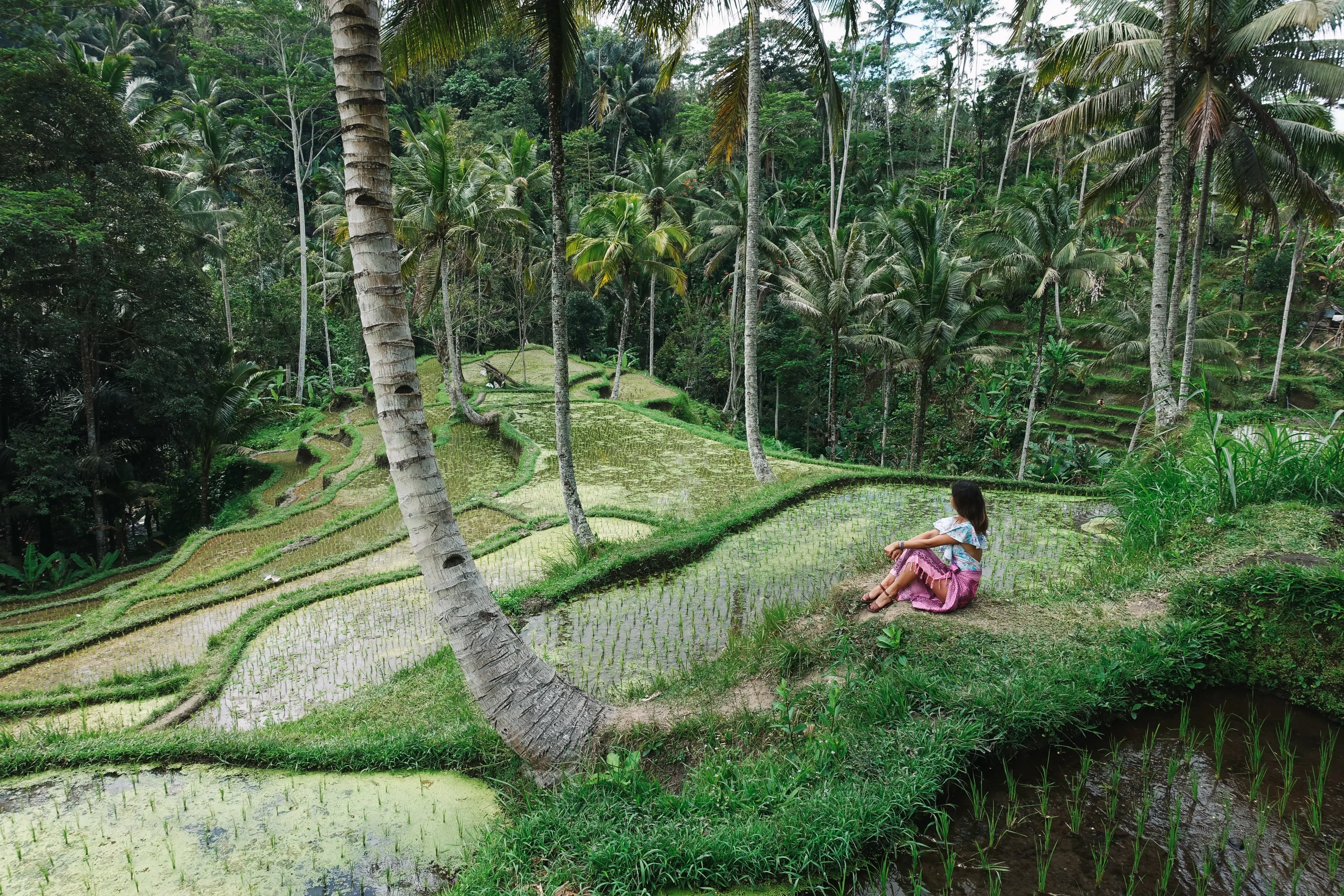 rizières dans le village d'ubud à bali en indonésie