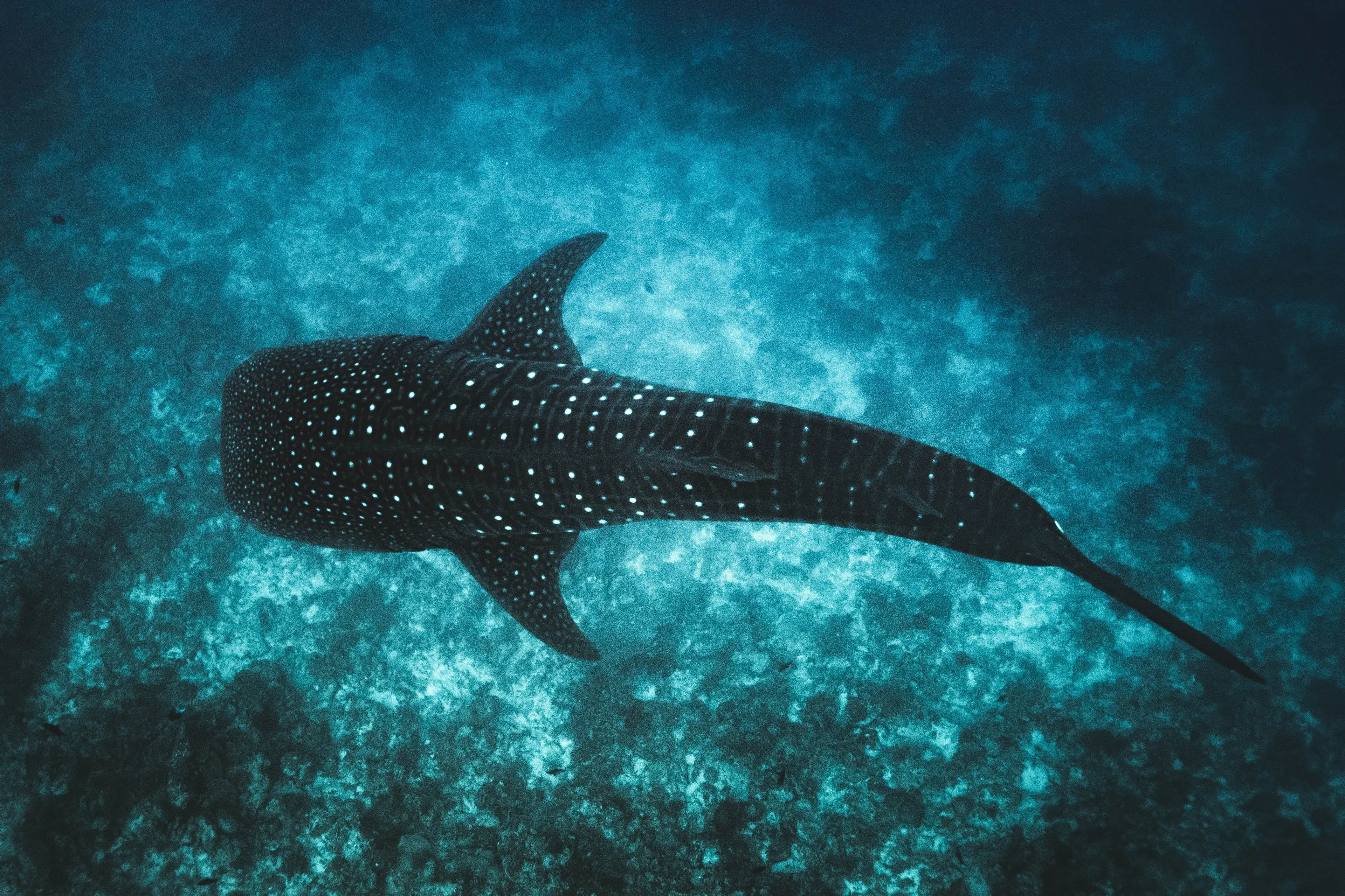 whale shark in maldives