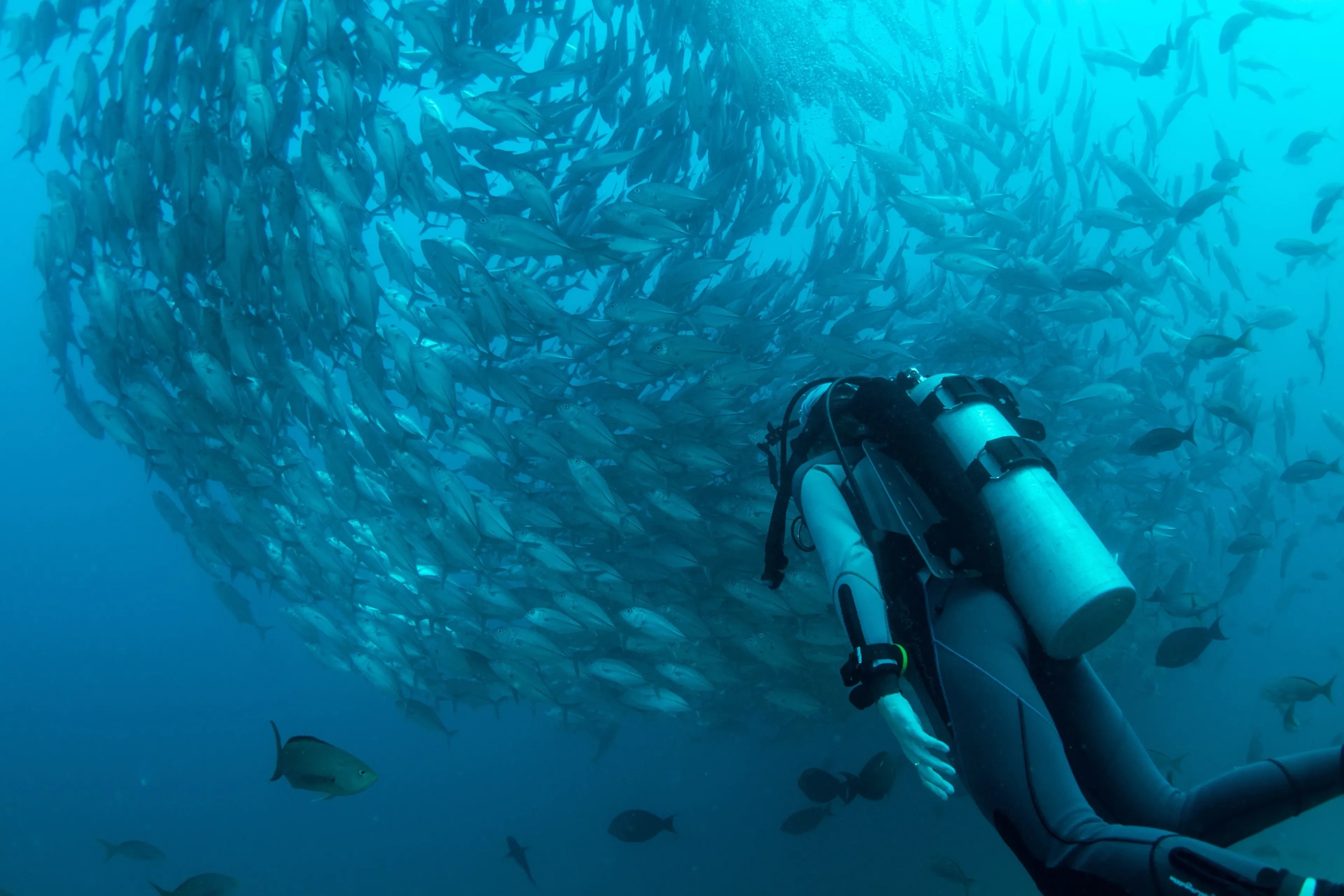 diving with a school of jackfish in cabo pulmo