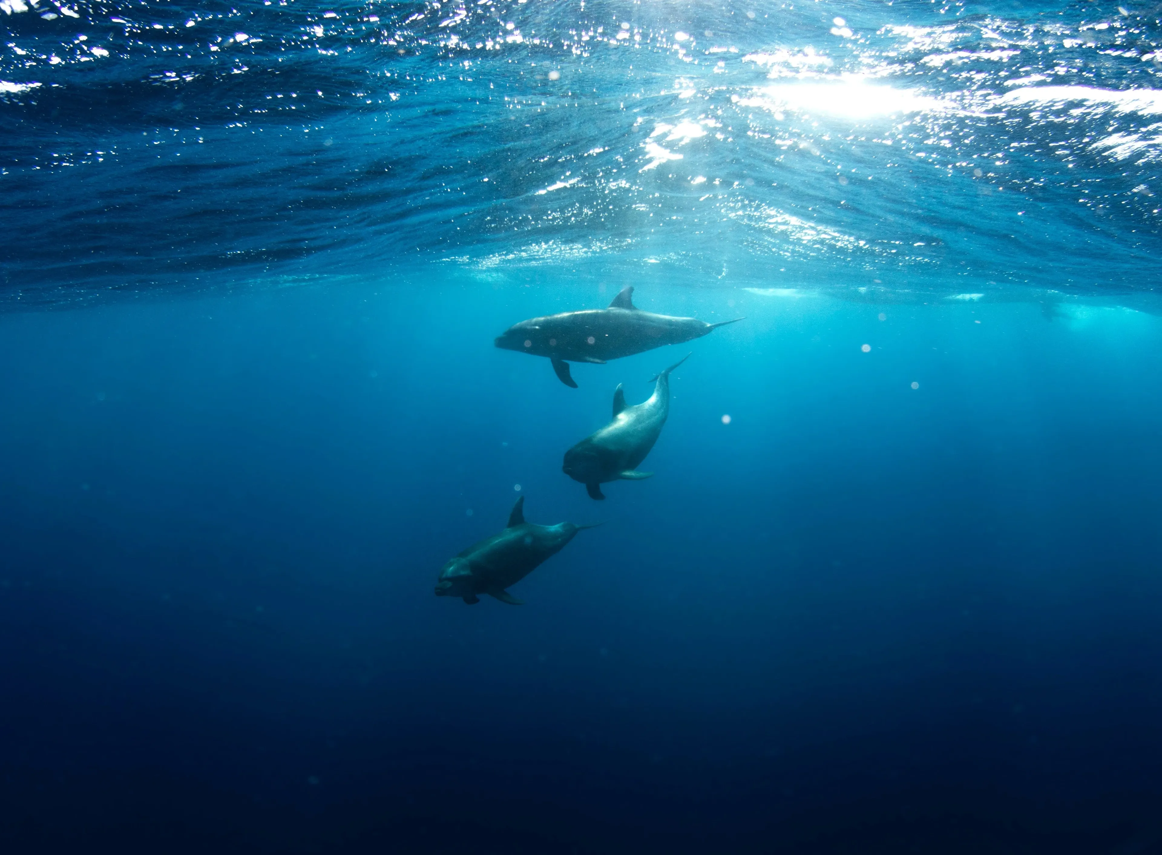 diving with dolphins in socorro