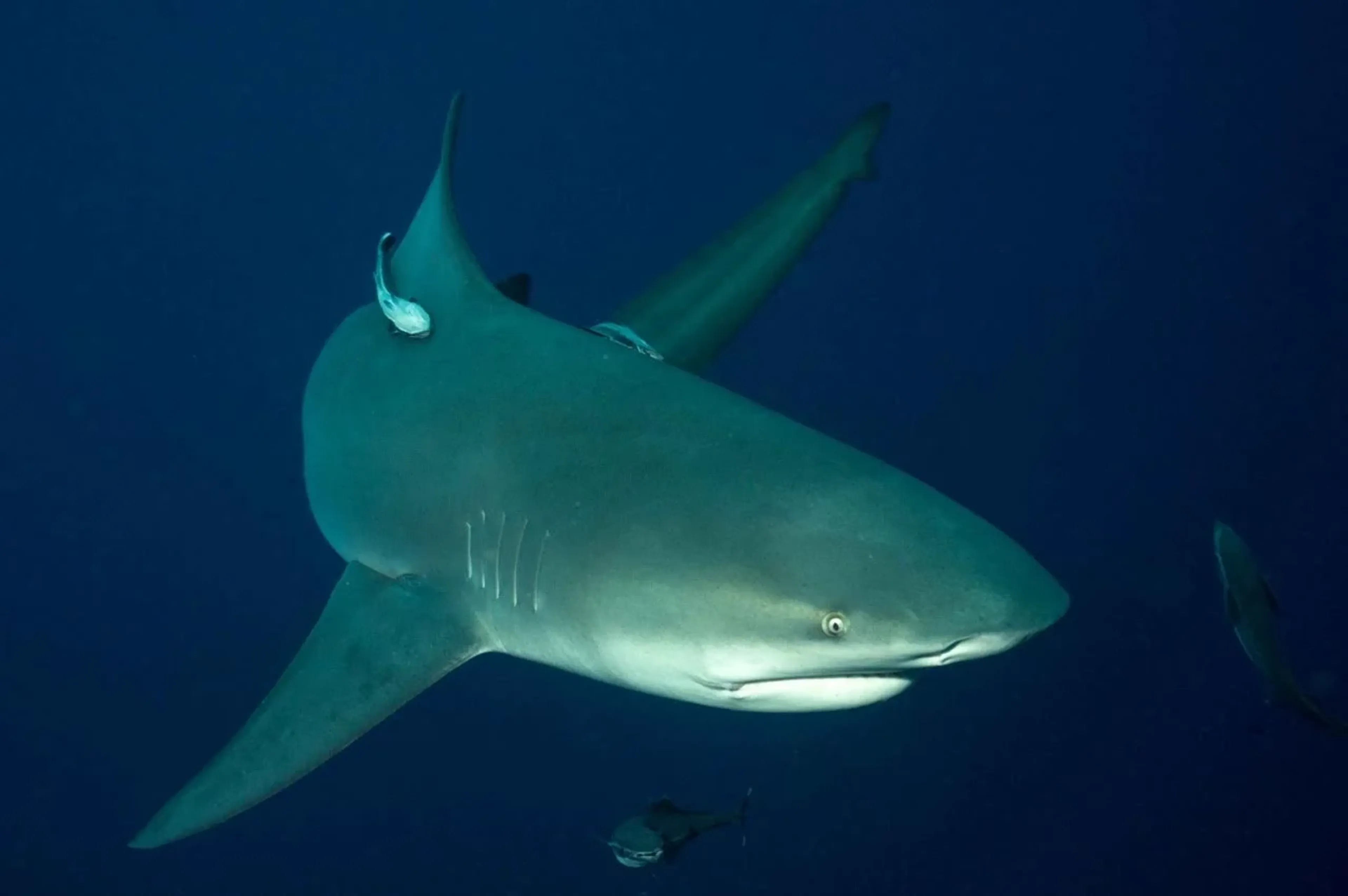 bull shark in ponta do ouro pinnacles dive site in mozambique