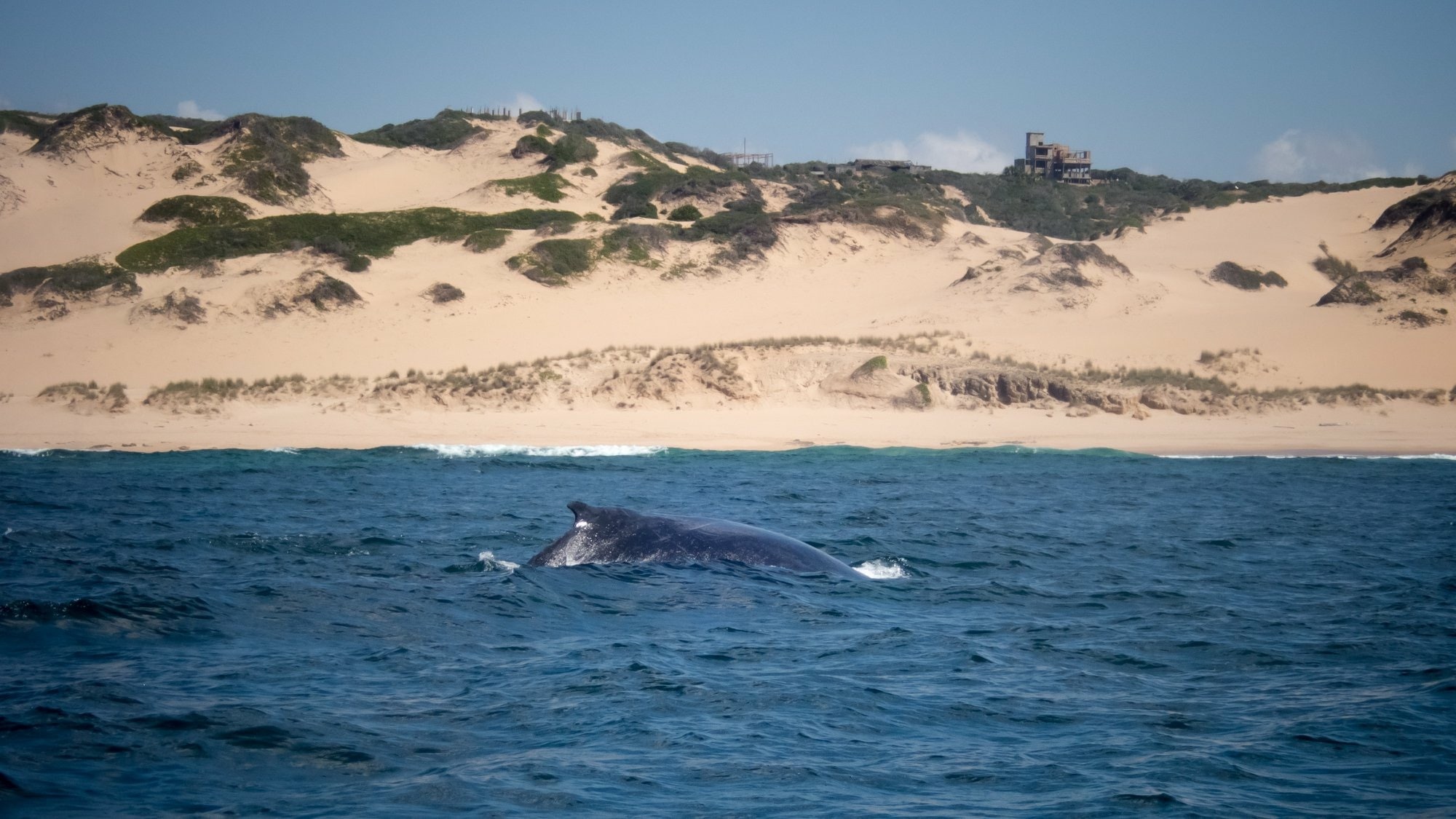 diving trip with humpback whale in tofo diving Mozambique