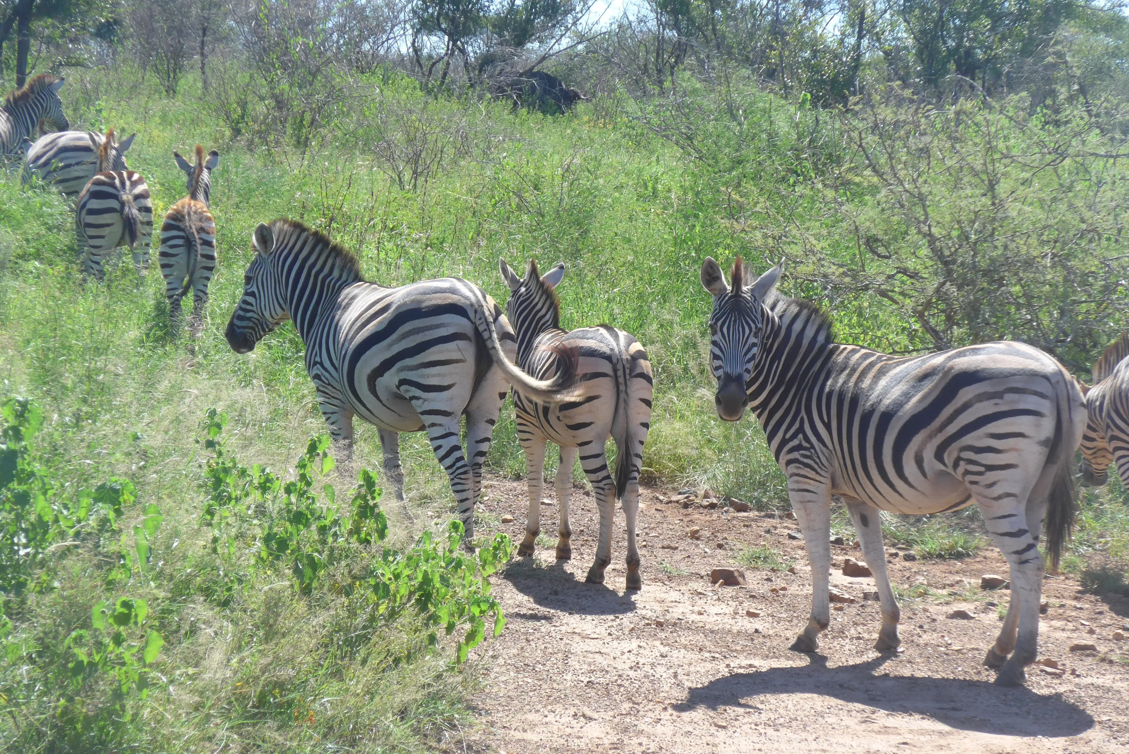 safari au parc national de kruger en afrique du sud