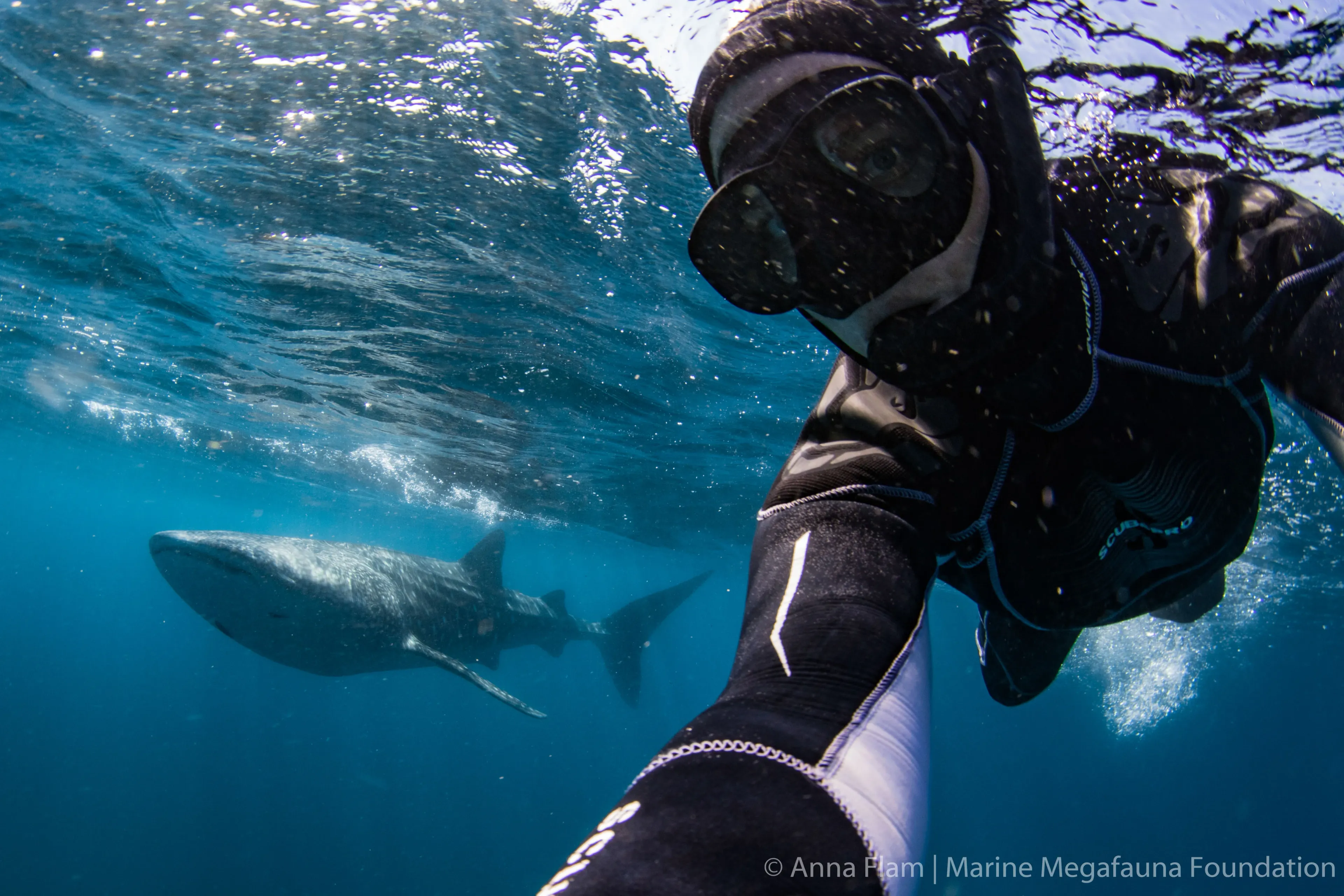 marine megafauna foundation studying manta rays in tofo mozambique