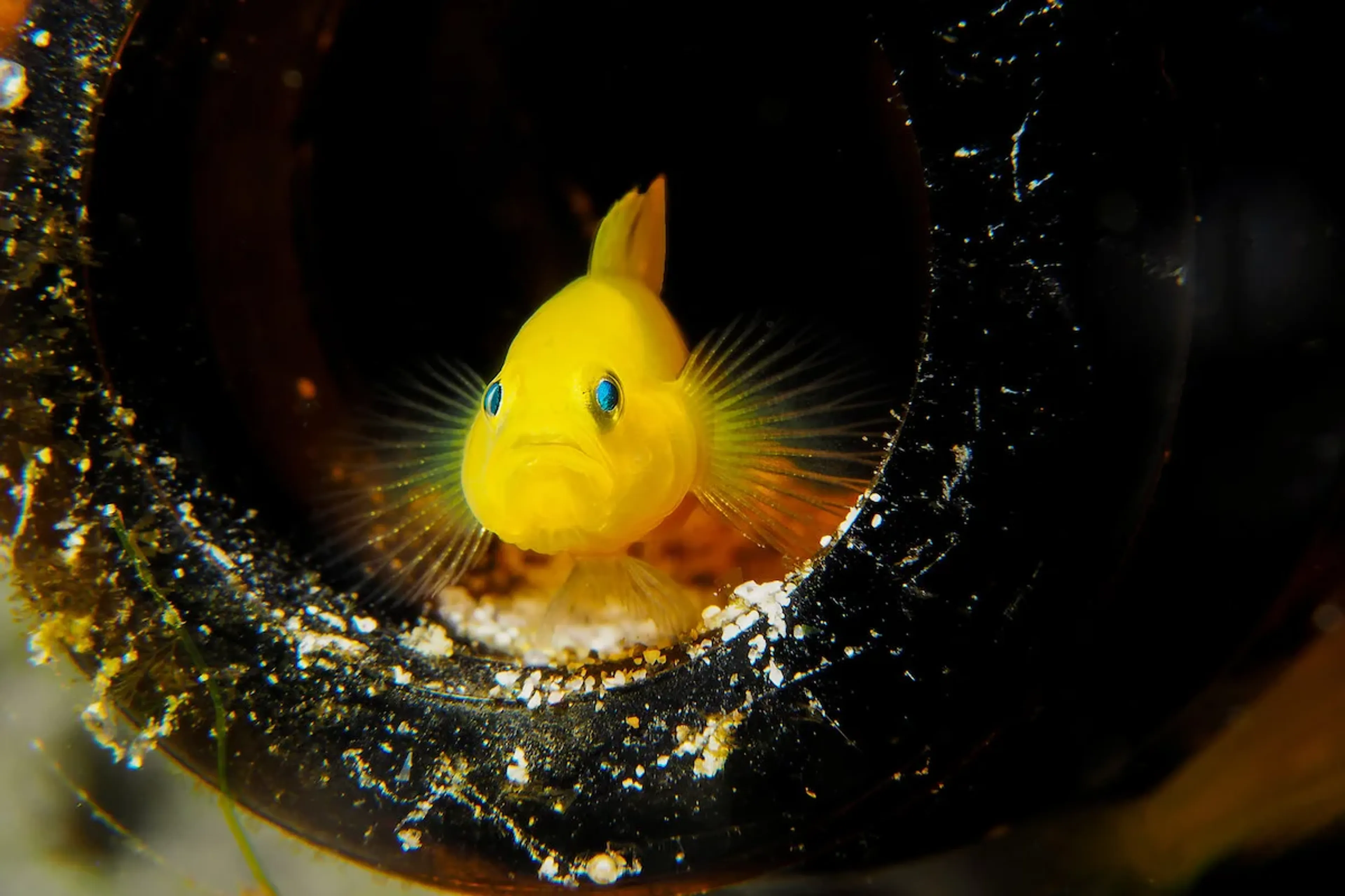 yellow gobi on a dive site in anilao