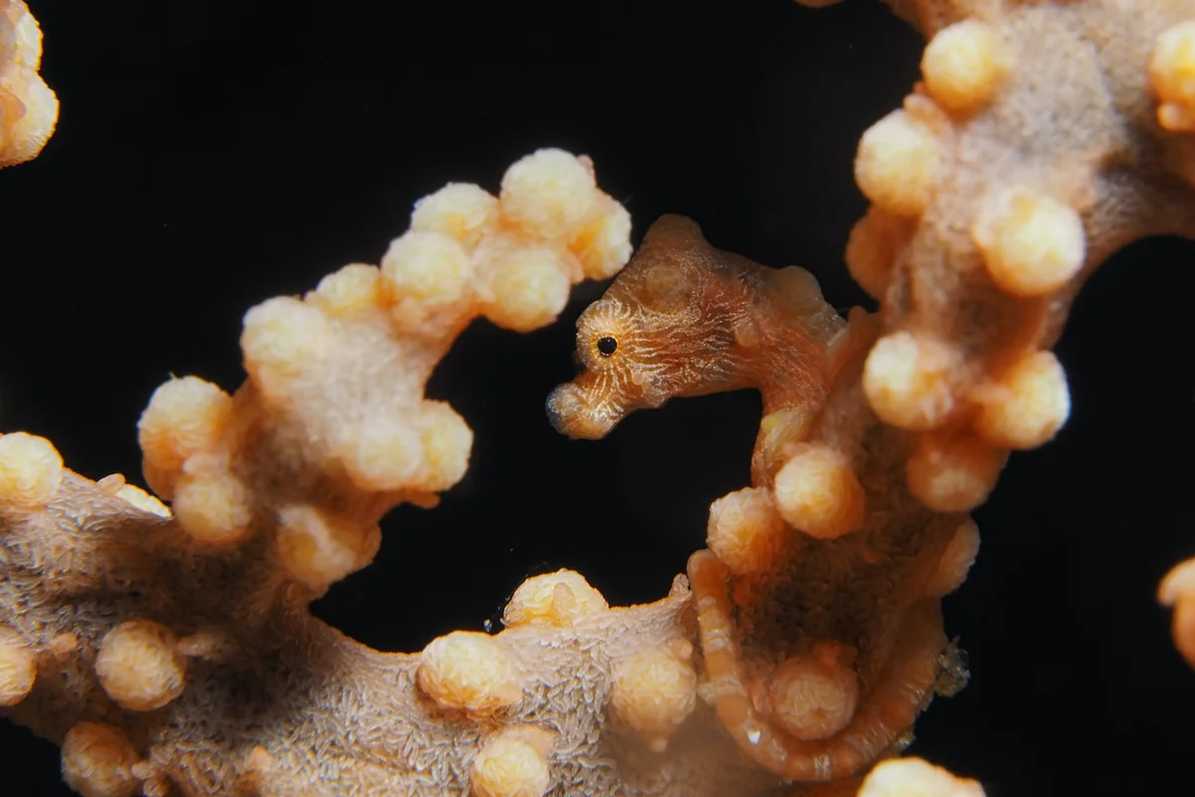 pygmee seahorse in anilao
