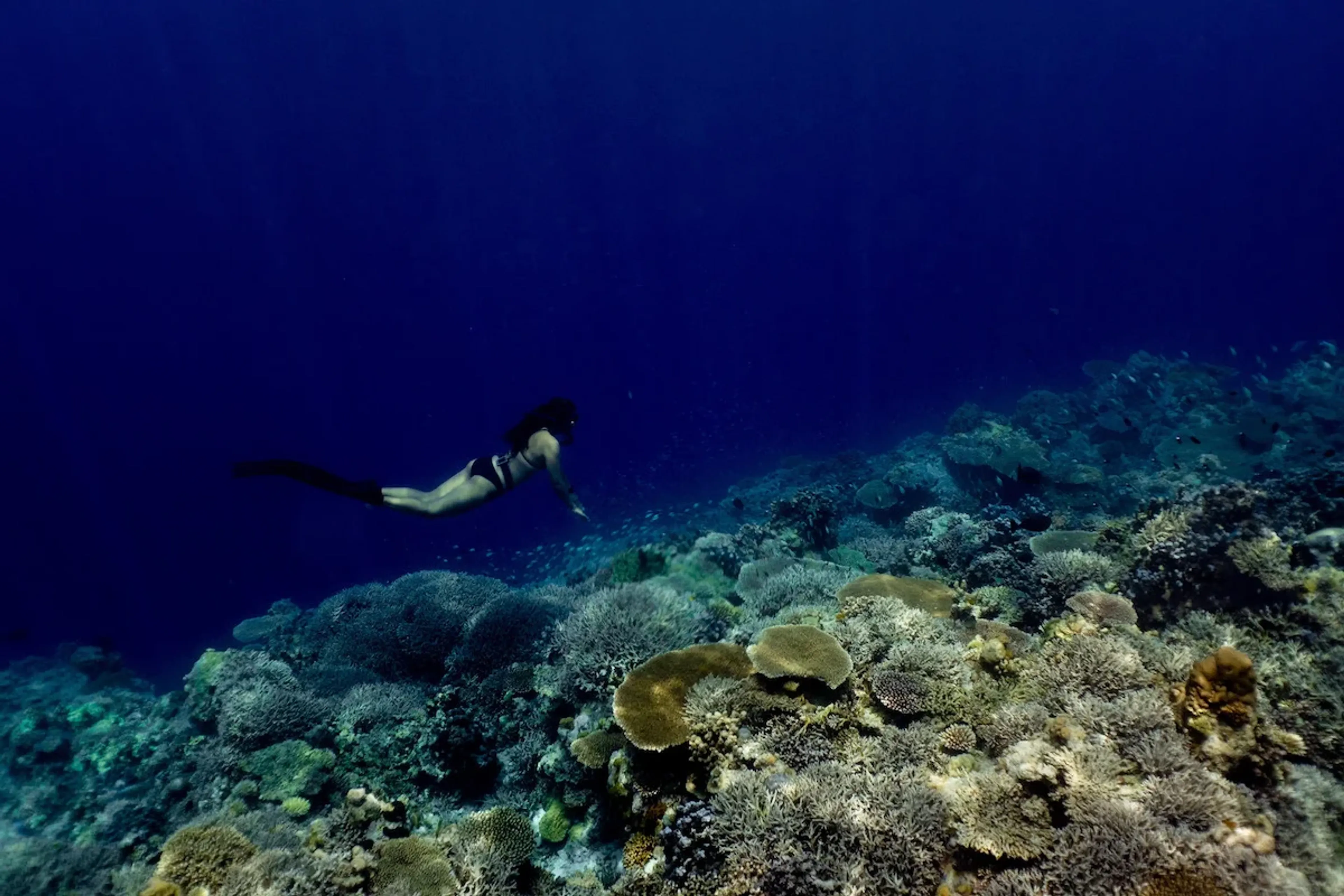 free diver in apo reef