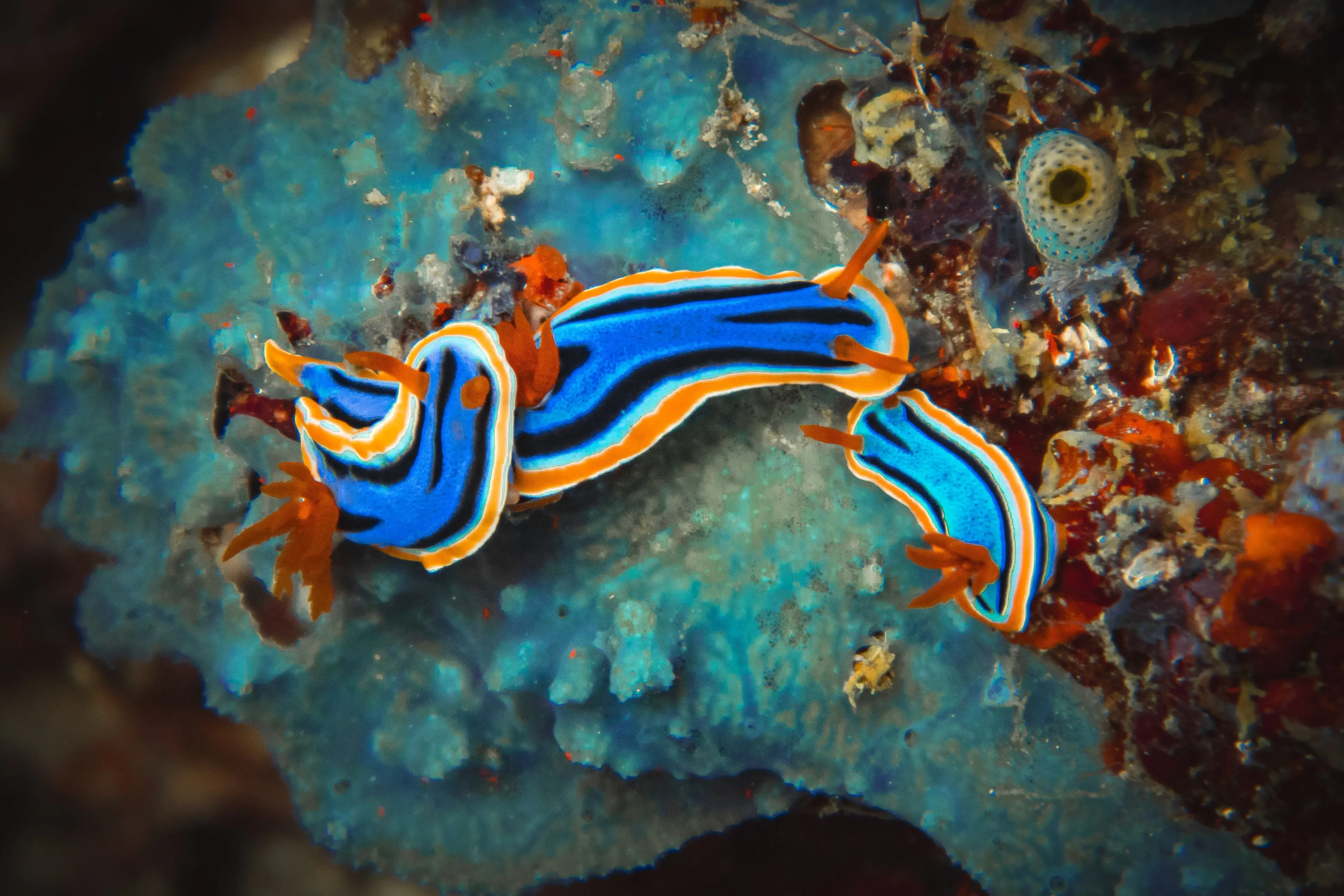 nudibranche à dauin aux philippines