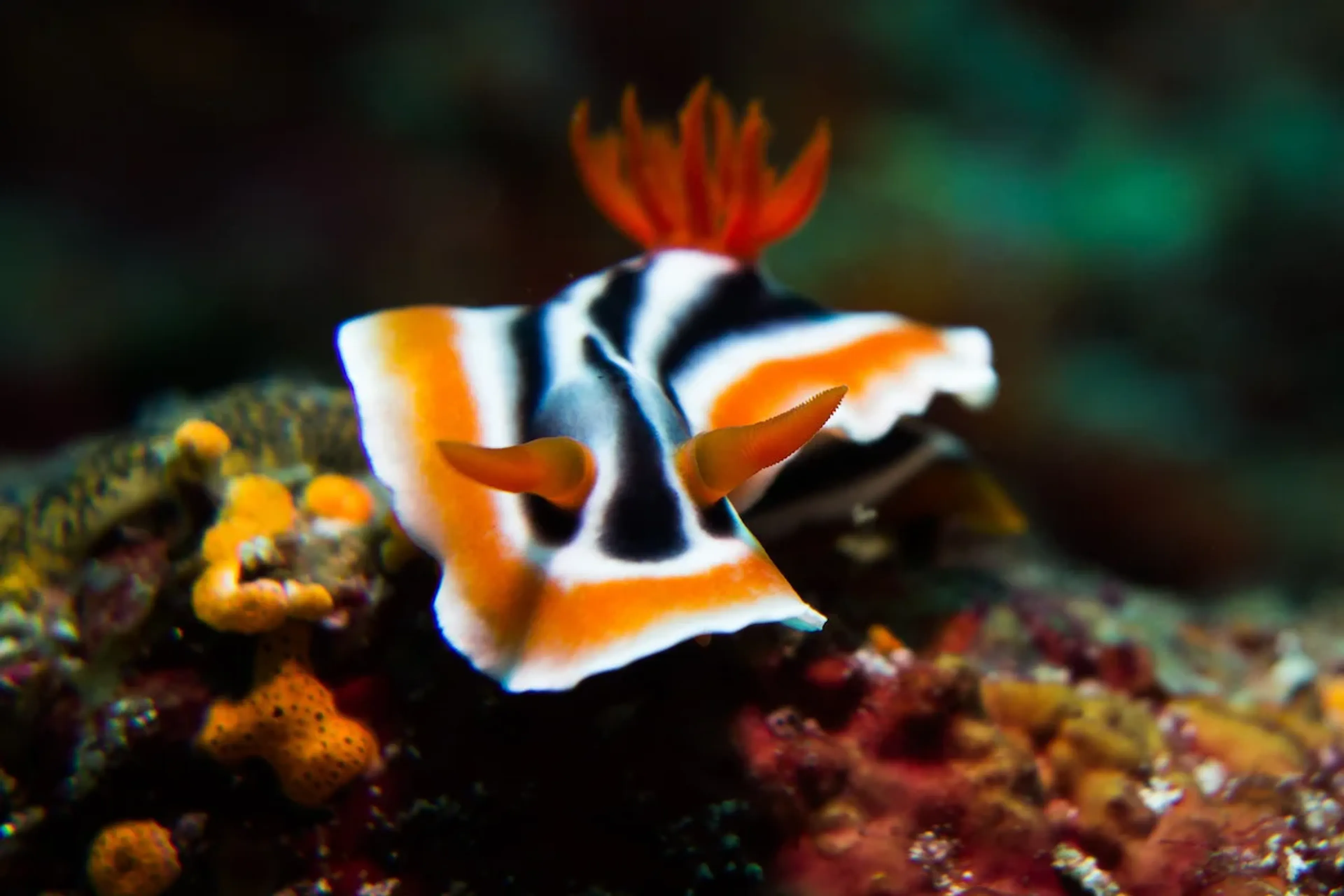 nudibranche à puerto galera