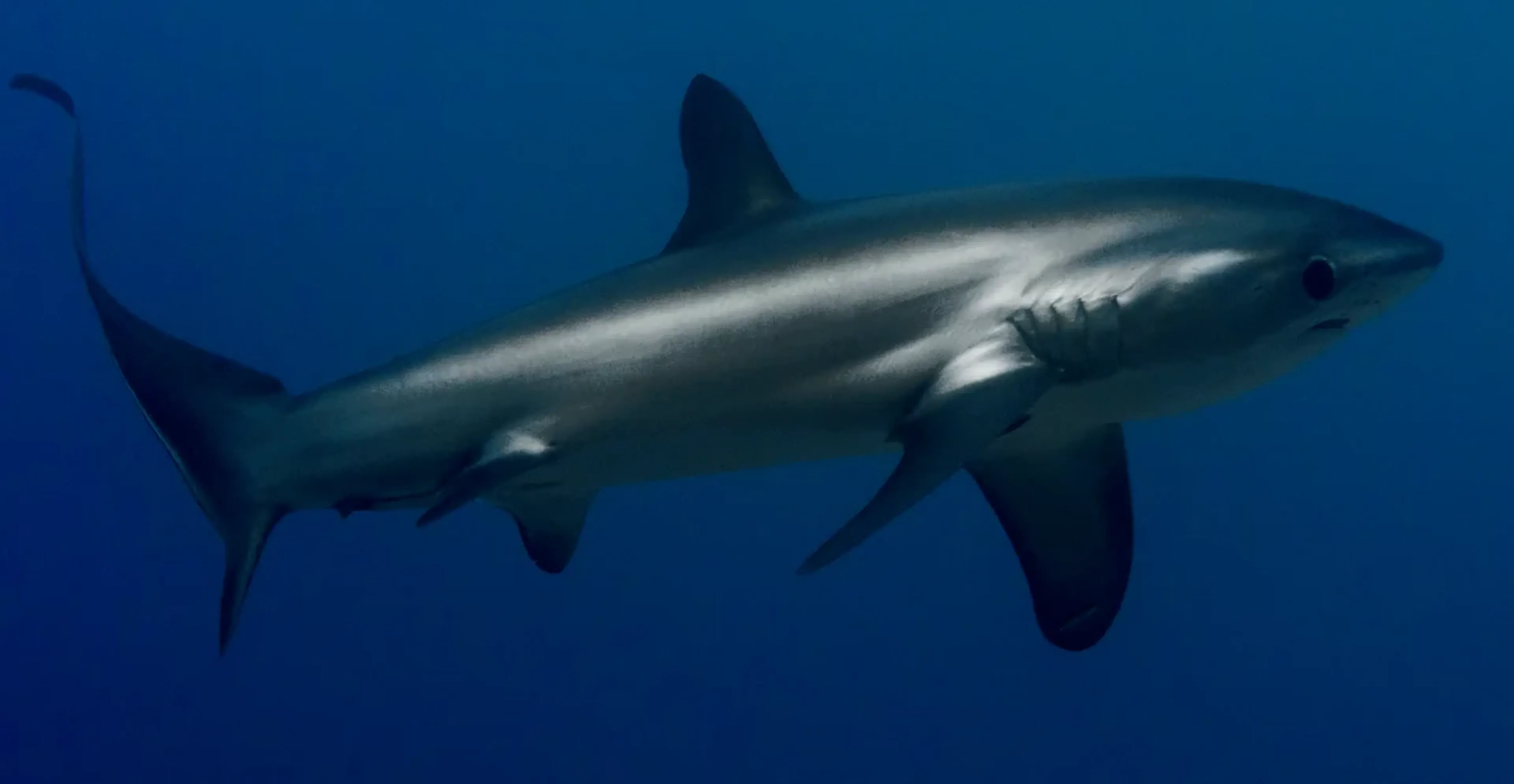 thresher shark in philippines