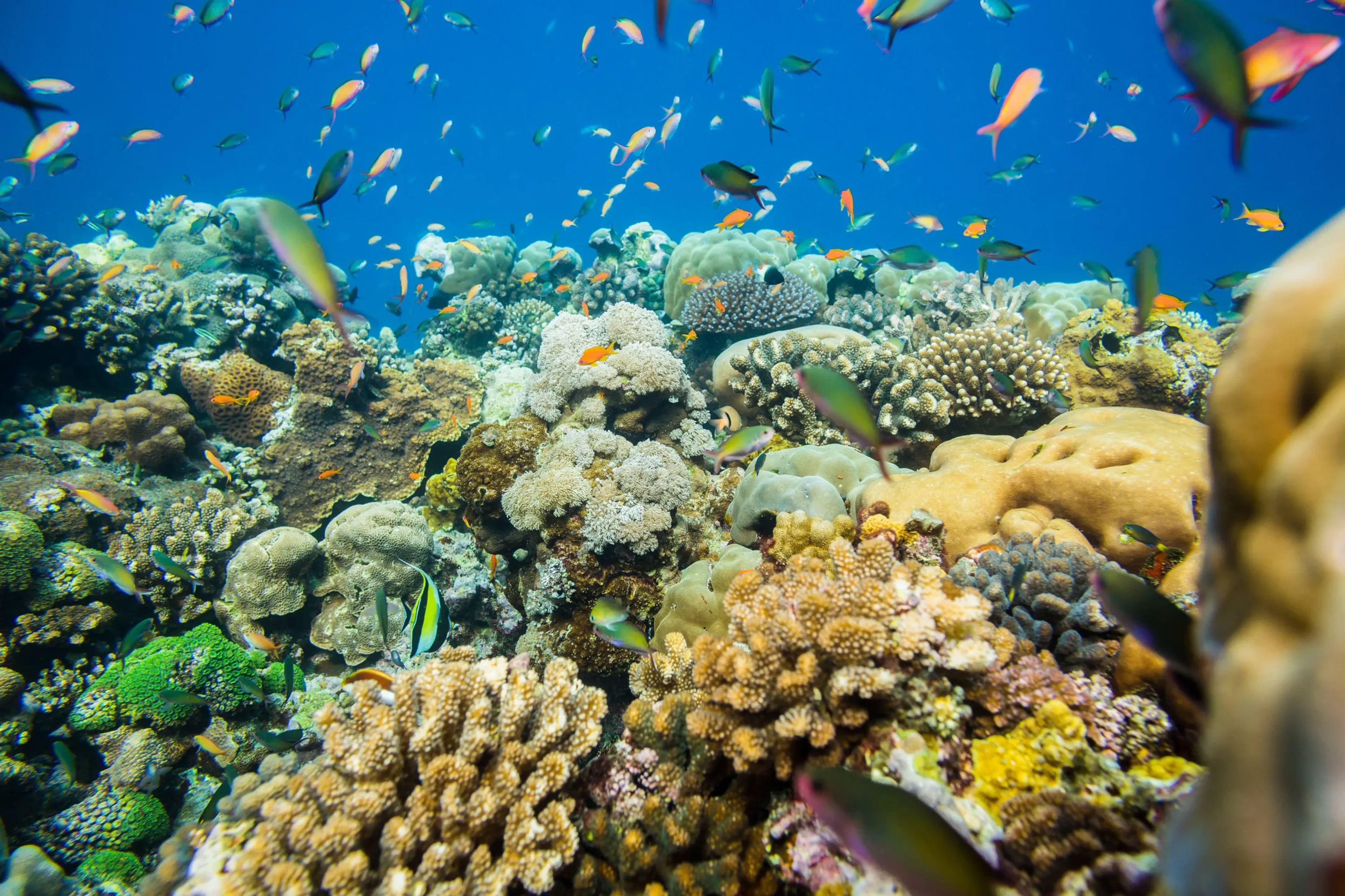 récif corallien sur l'ile de pemba