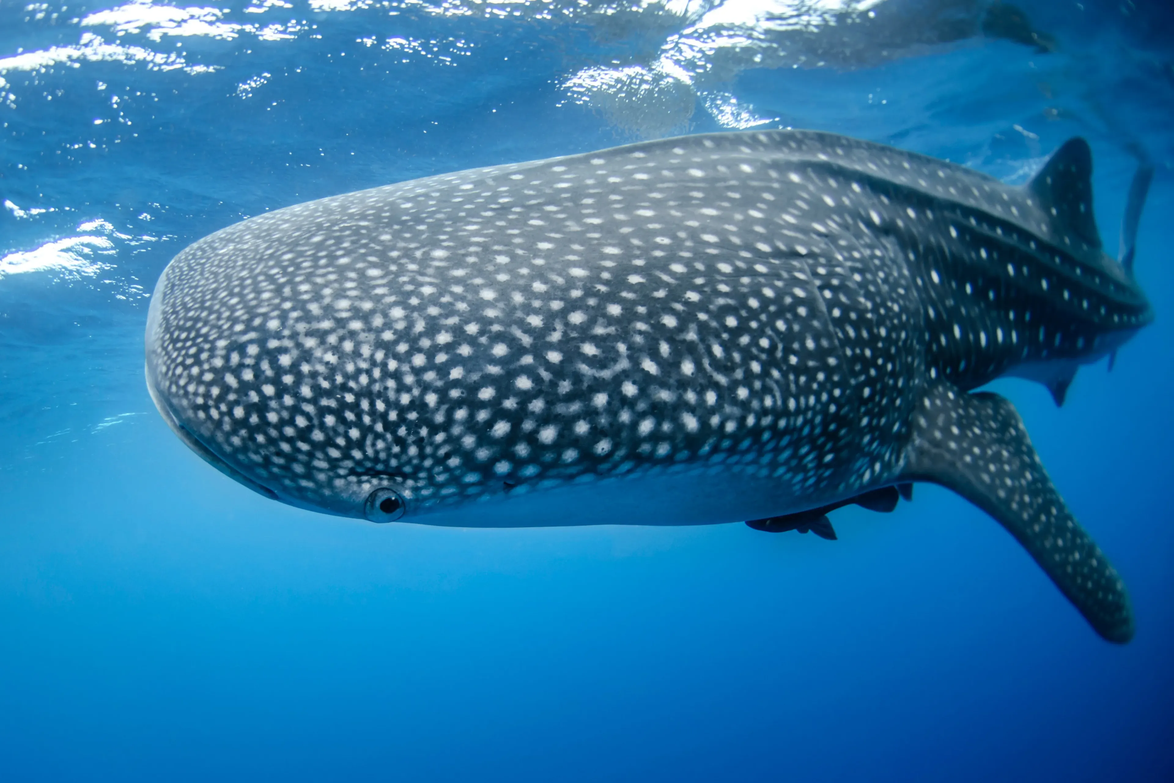 requin baleine