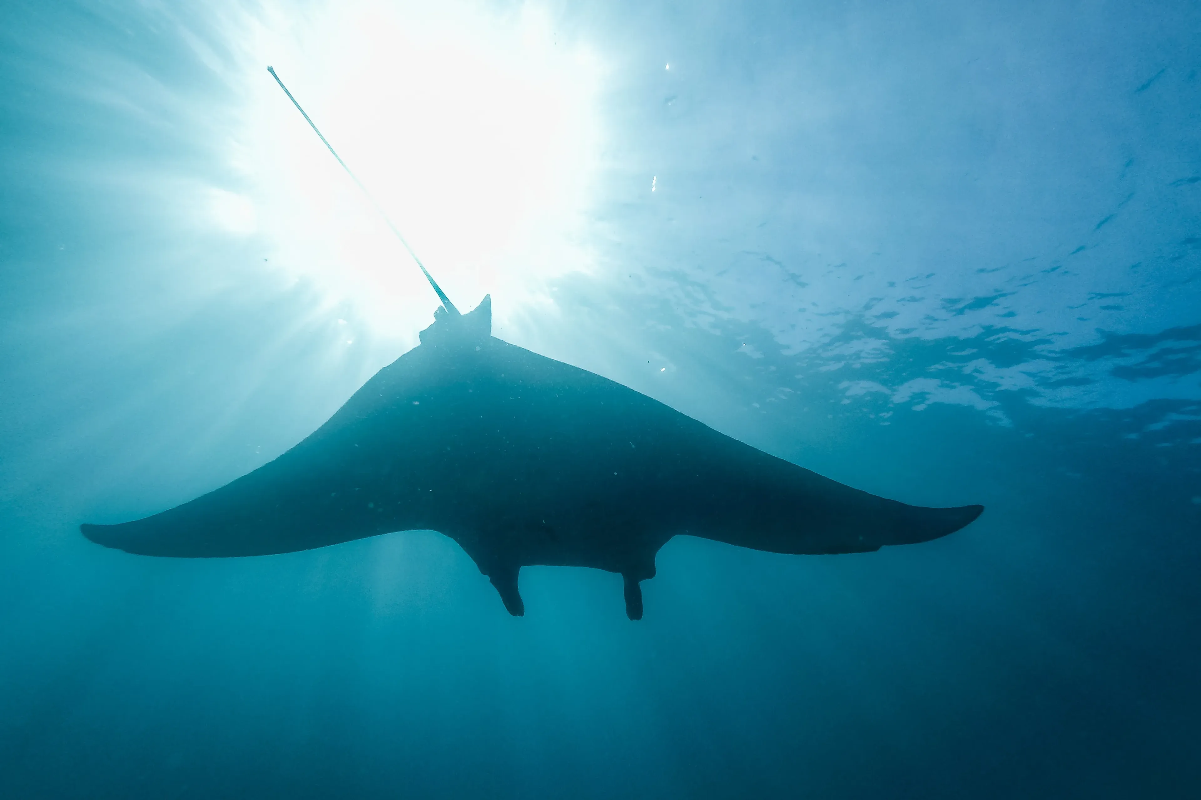 raie manta dans la mer d'andaman