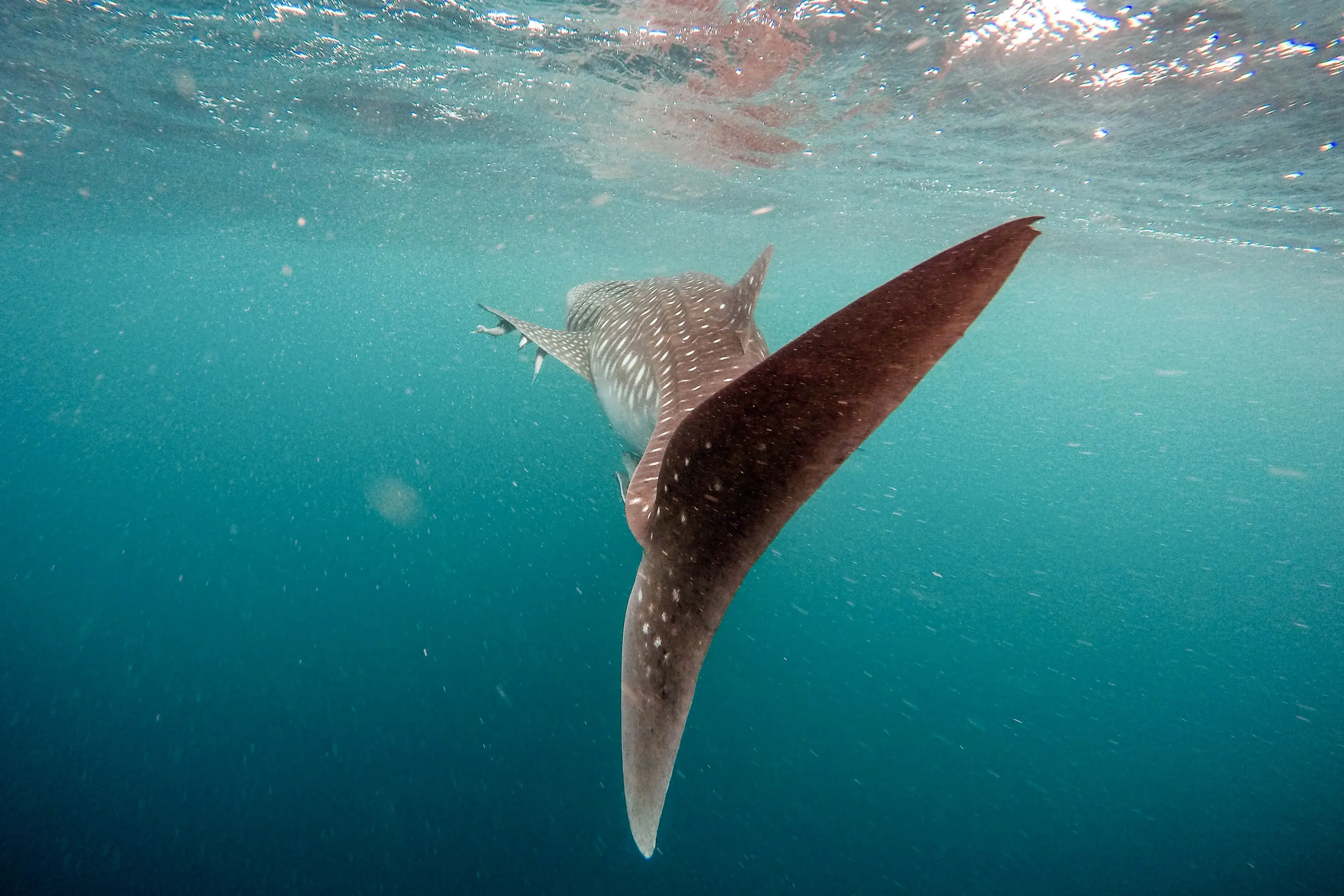 requin baleine et bonne visibilité