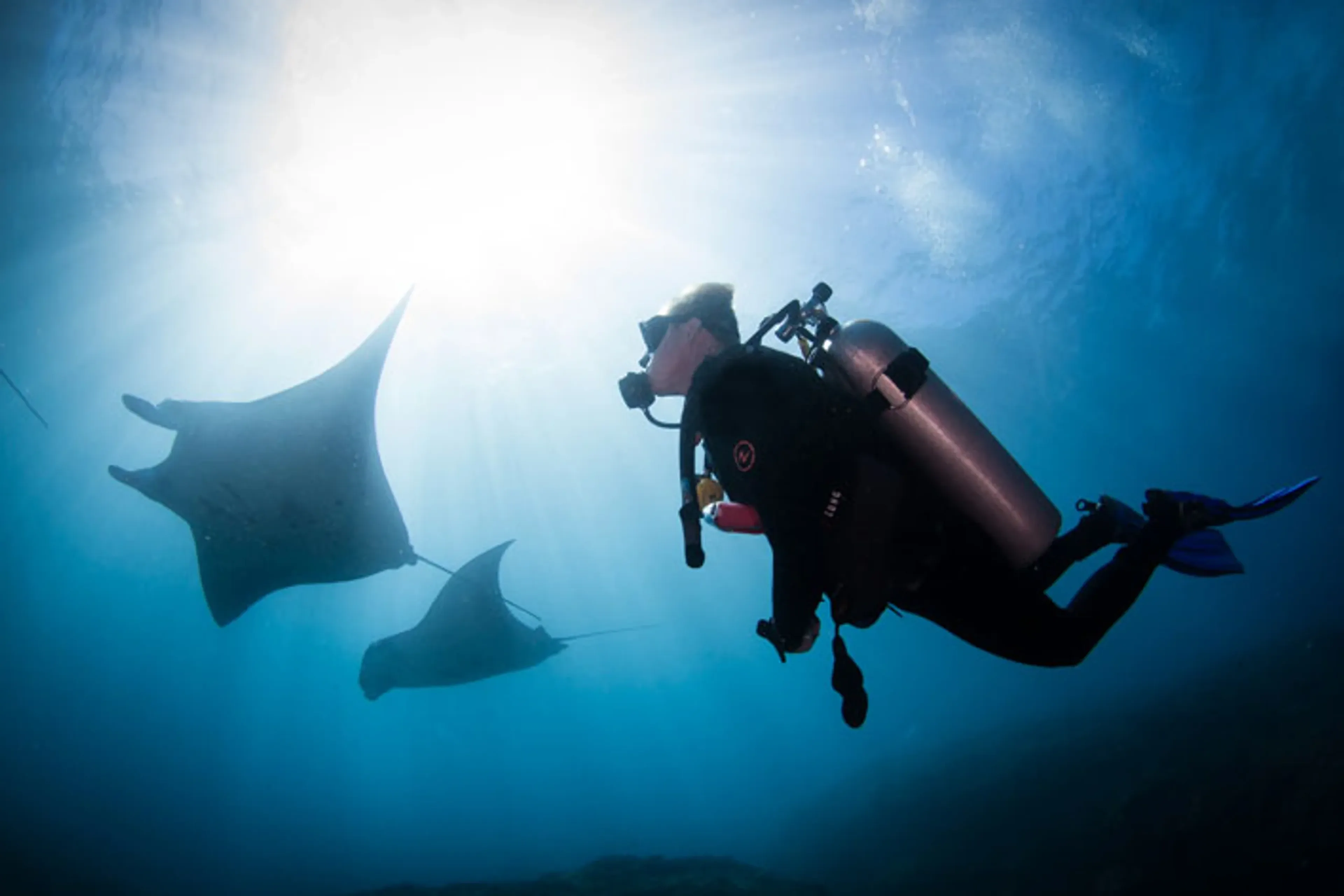 00_all_4_diving_bali_dive_with_manta_rays.webp