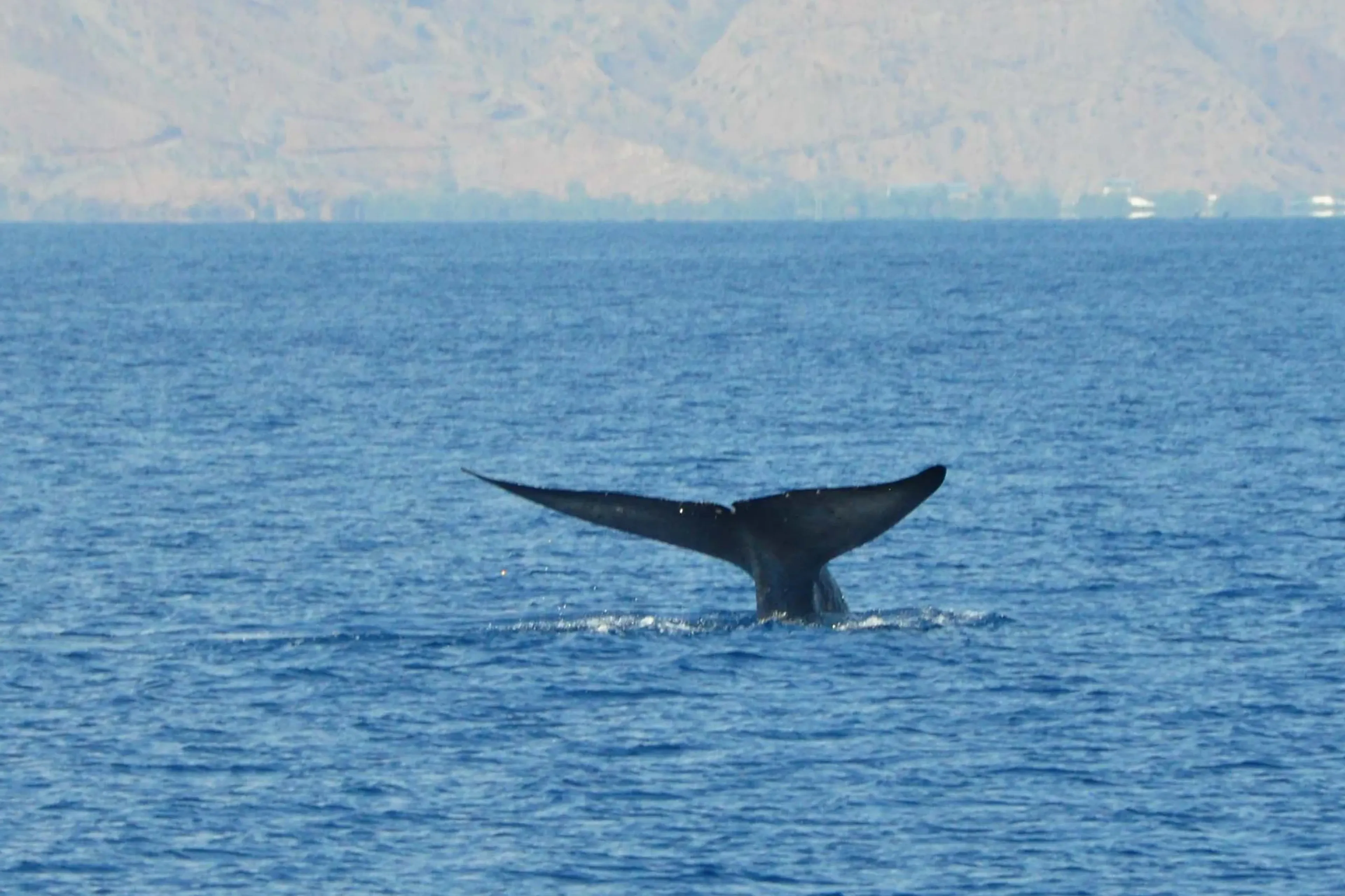 16_blue_ventures_timor_leste_blue_whale_6.webp