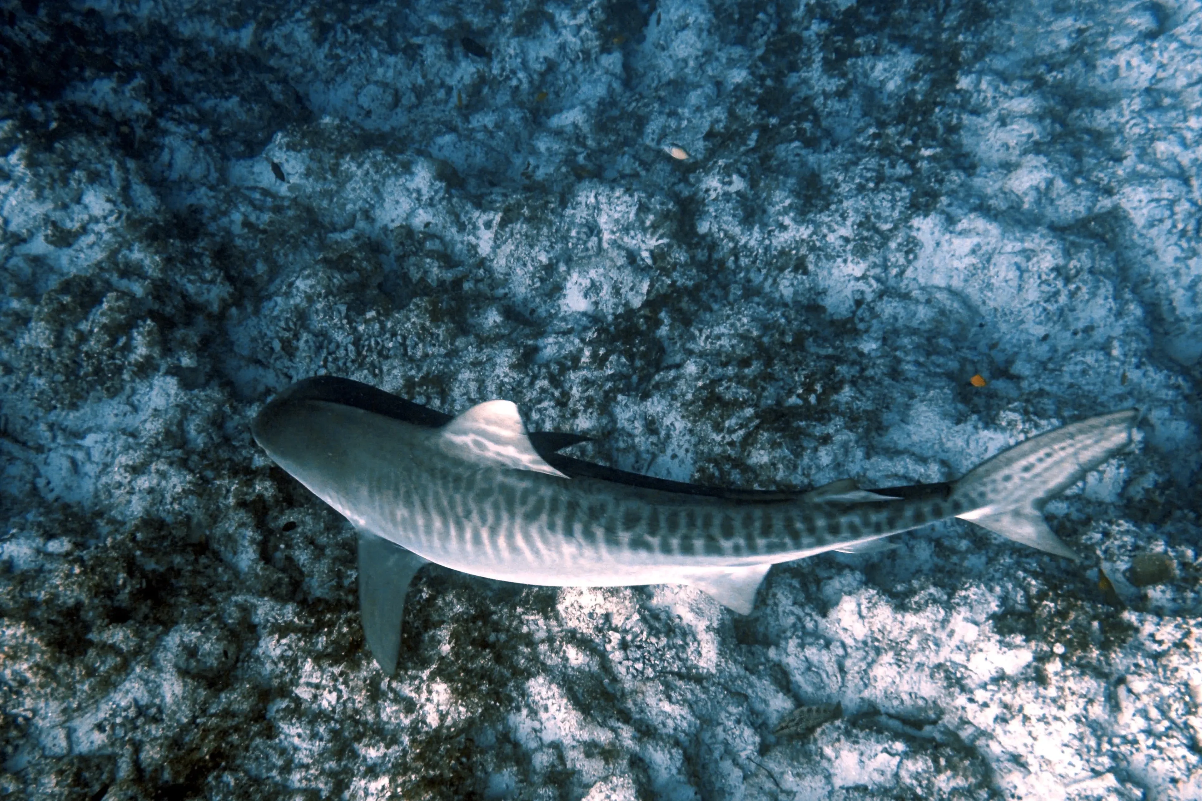 01_emperor-divers_maldives-deep-south_tiger-shark.webp