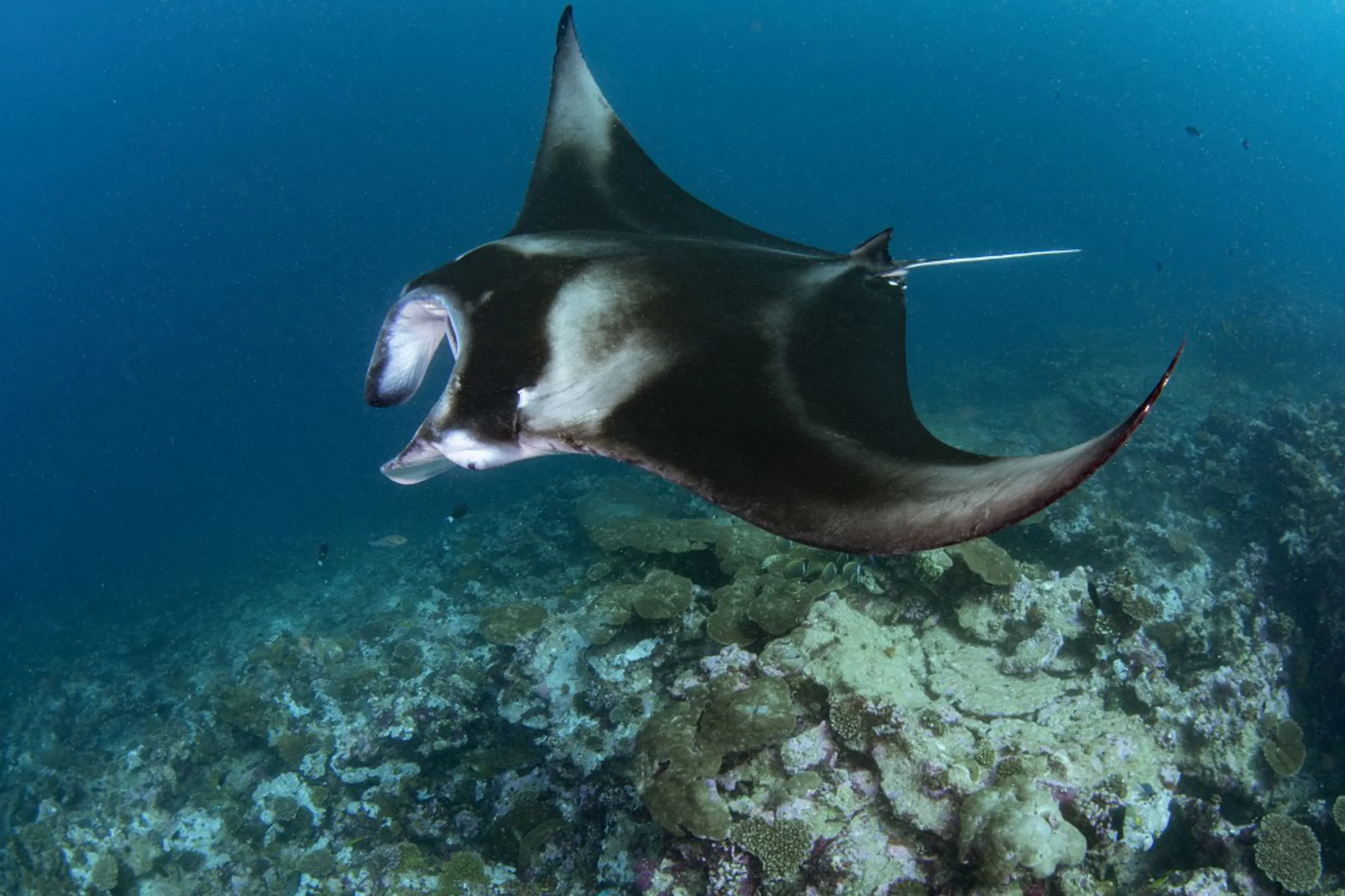 00_emperor-divers_maldives-deep-south_members_oceanic-manta.webp