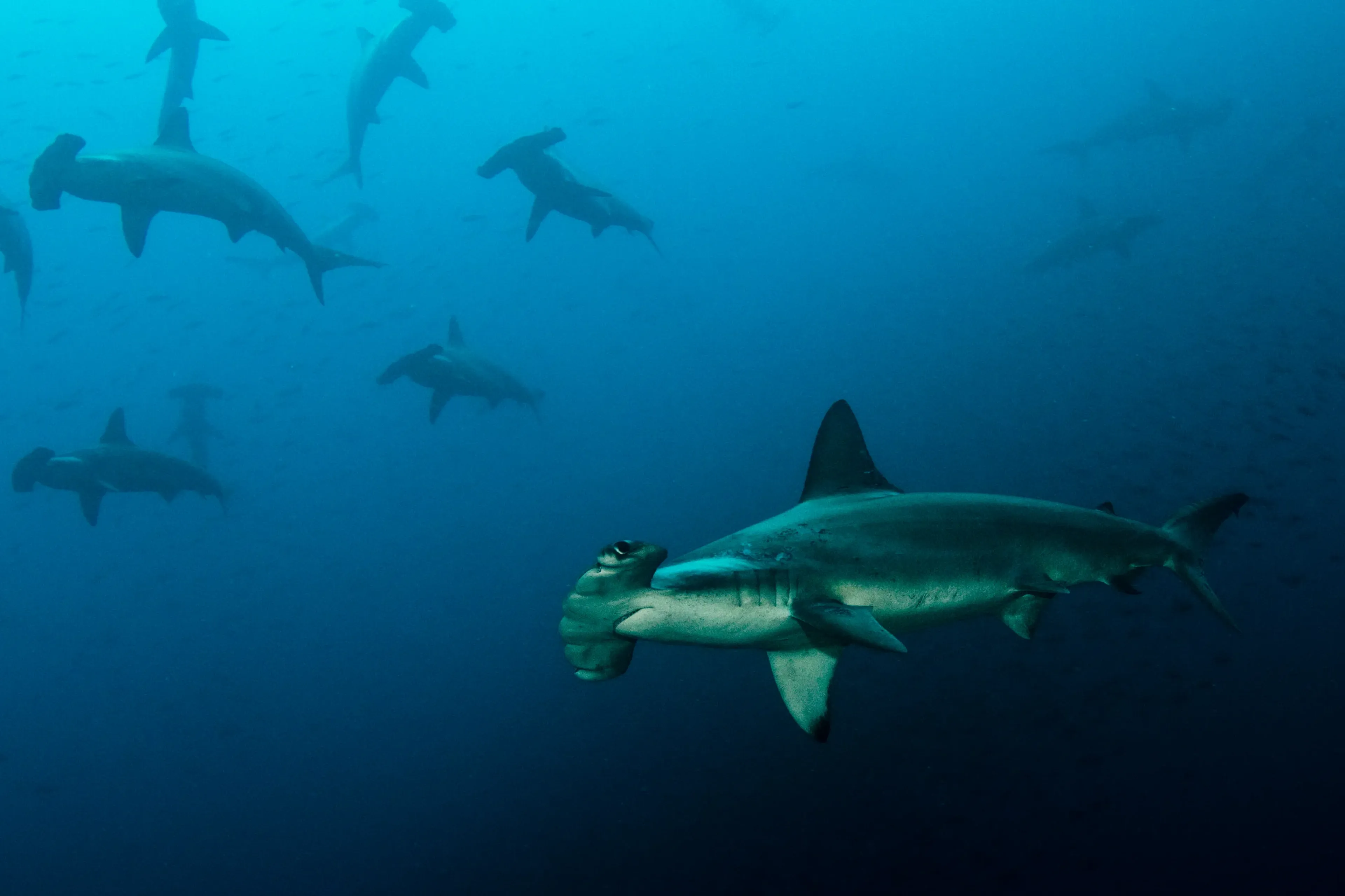 01_explorer-ventures_galapagos_hammerheads.webp