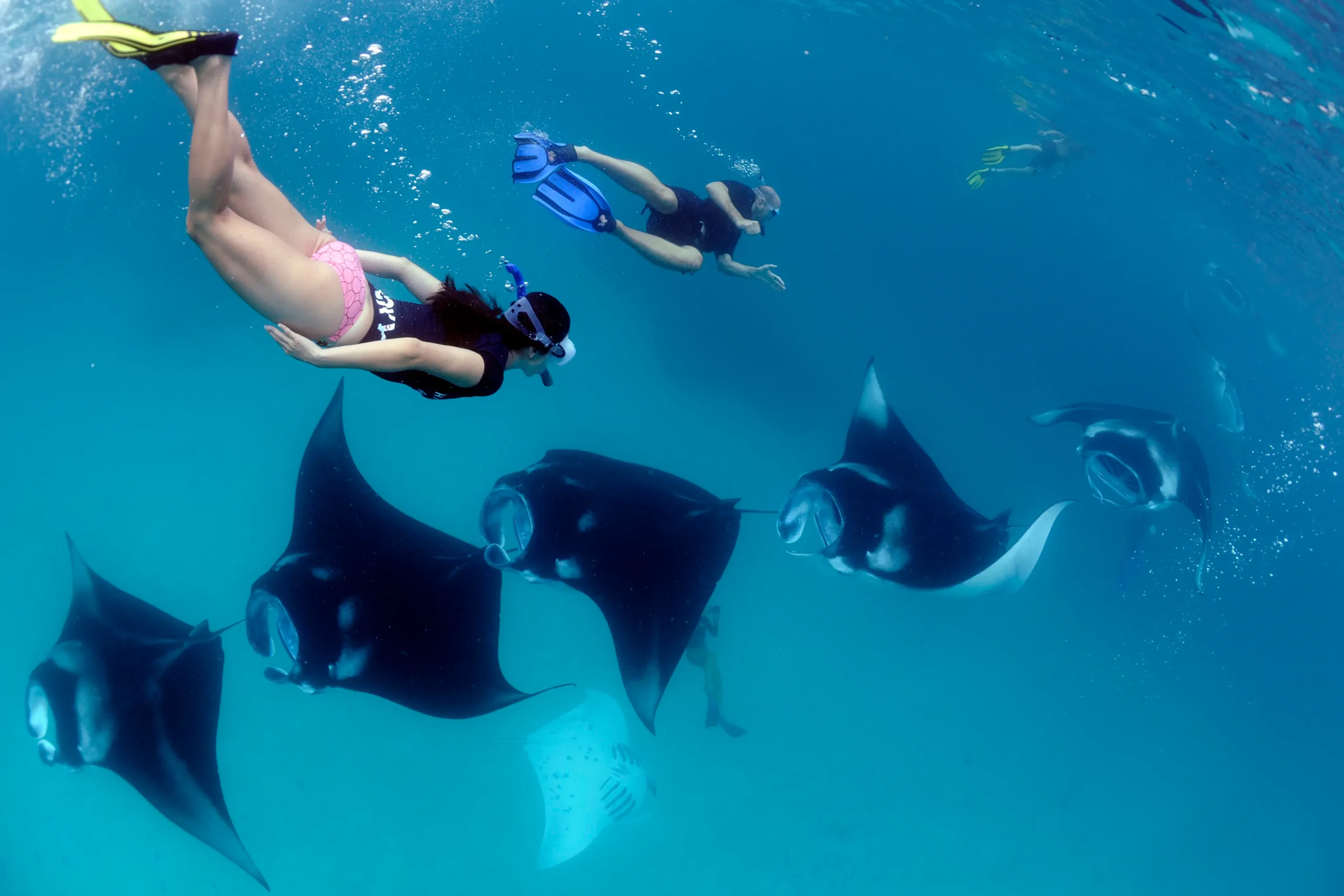 00_manta-trust_maldives_guy_stevens.webp