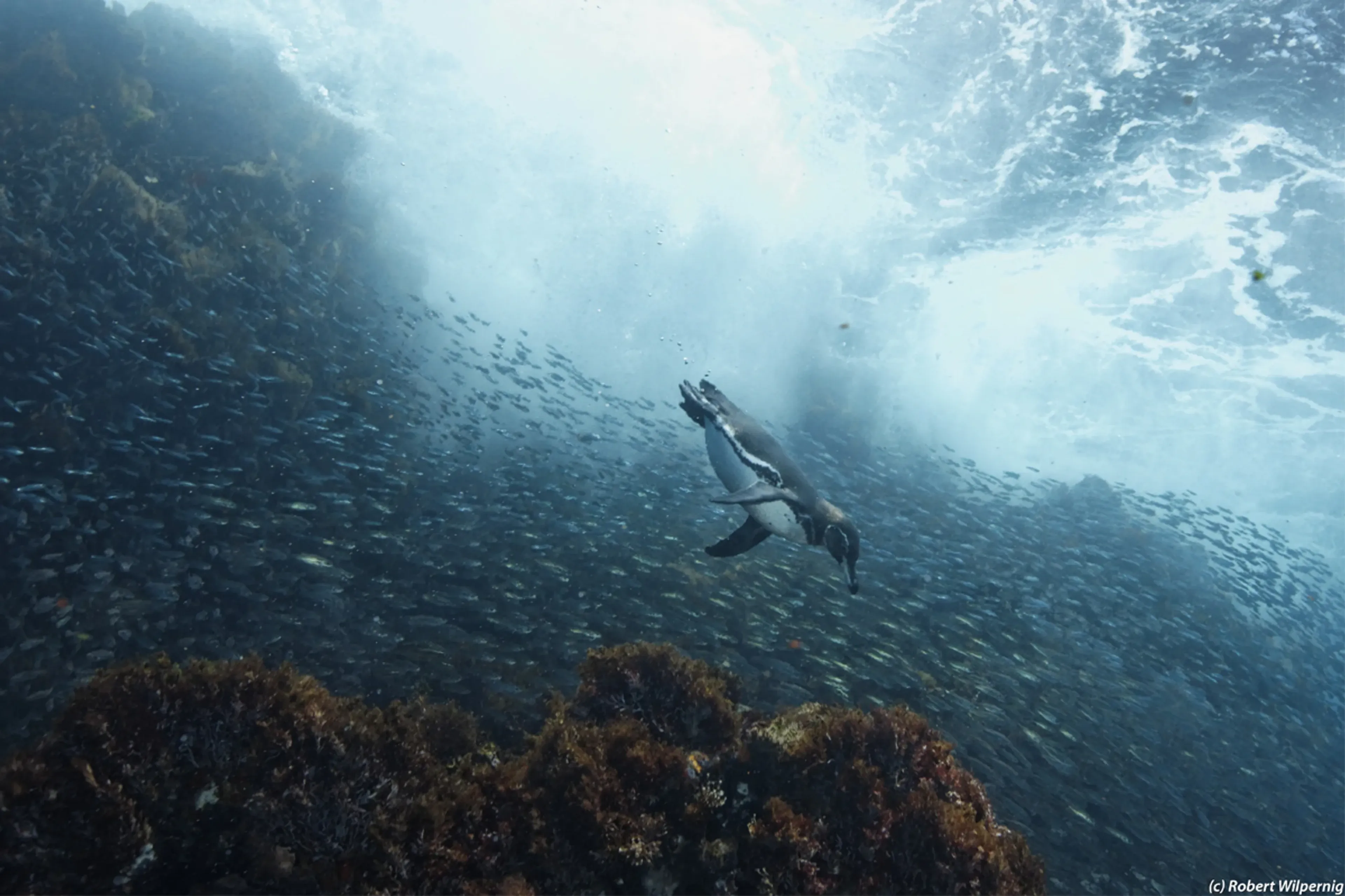 01-Master-Liveaboard-Galapagos-penguin-hr-TP.webp