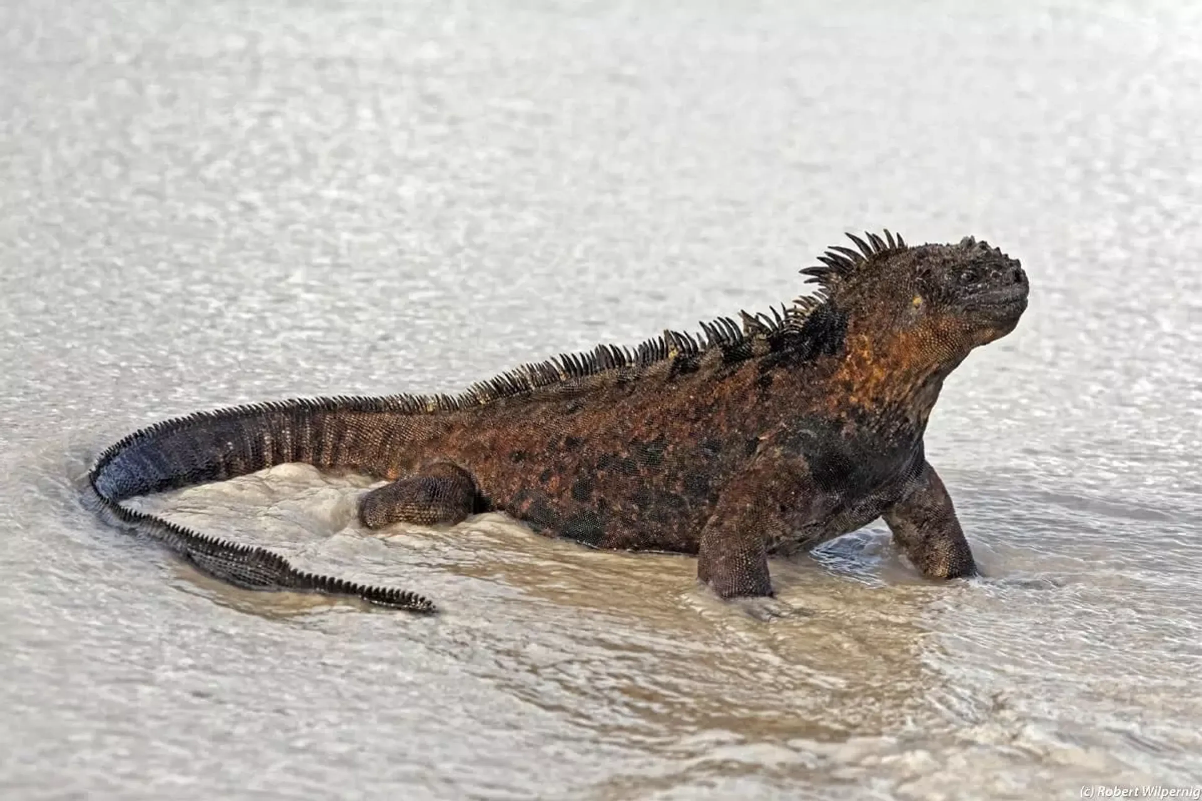 Galápagos