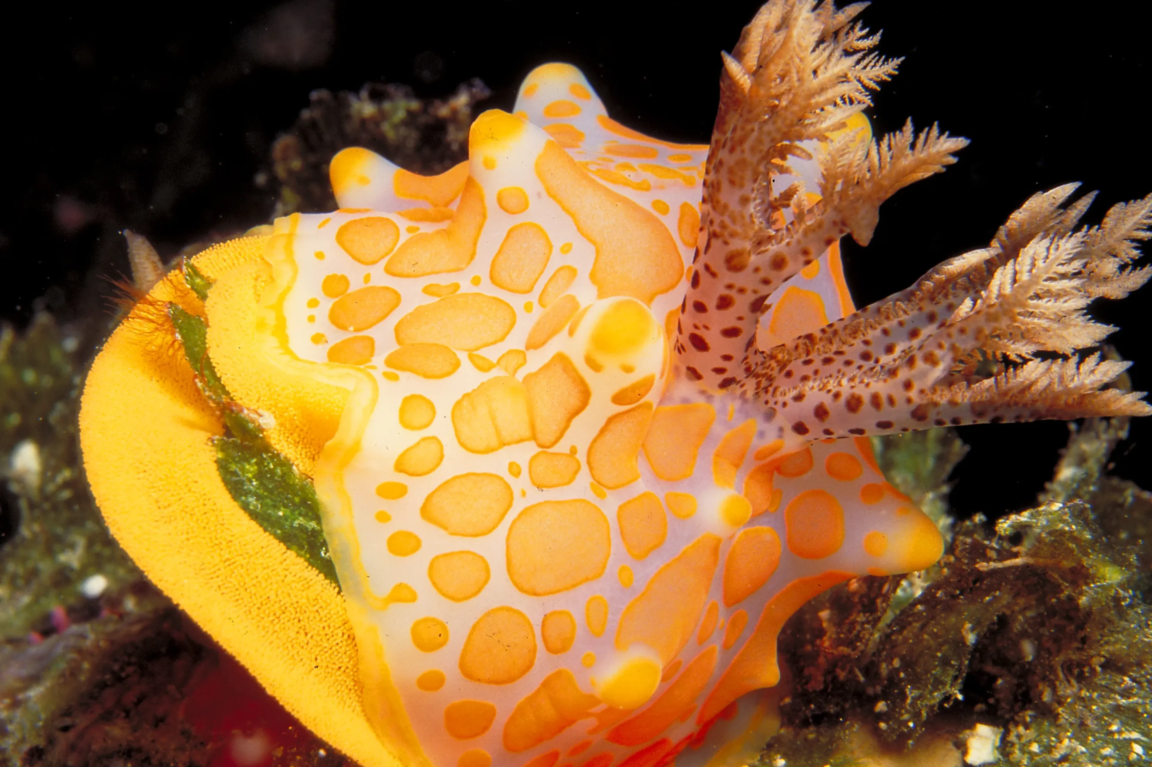 25_naia_fiji_Cat-Holloway-nudibranch-eggs.webp