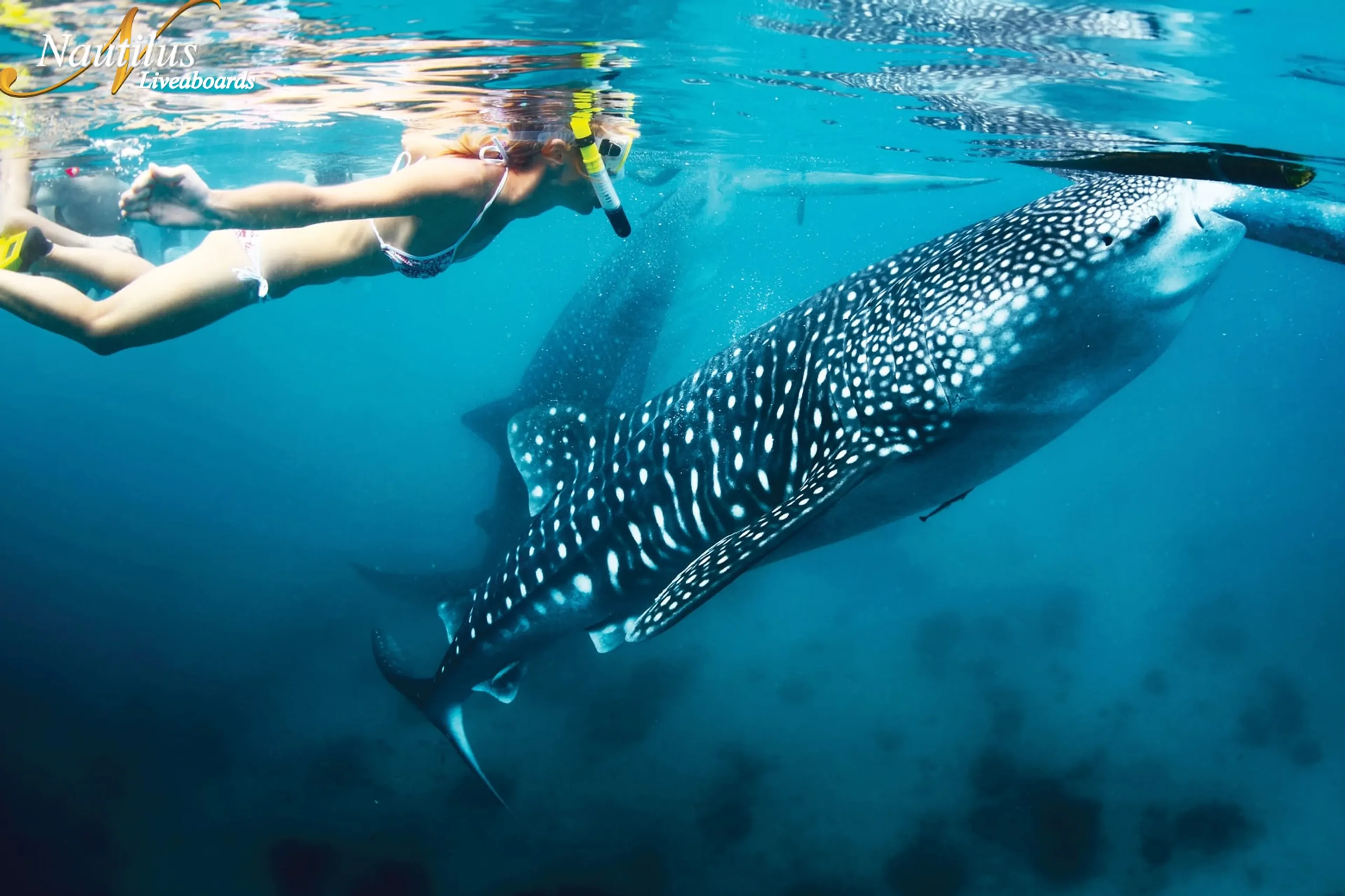 00_nautilus-explorer_bahia-angeles_whale_sharks2.webp