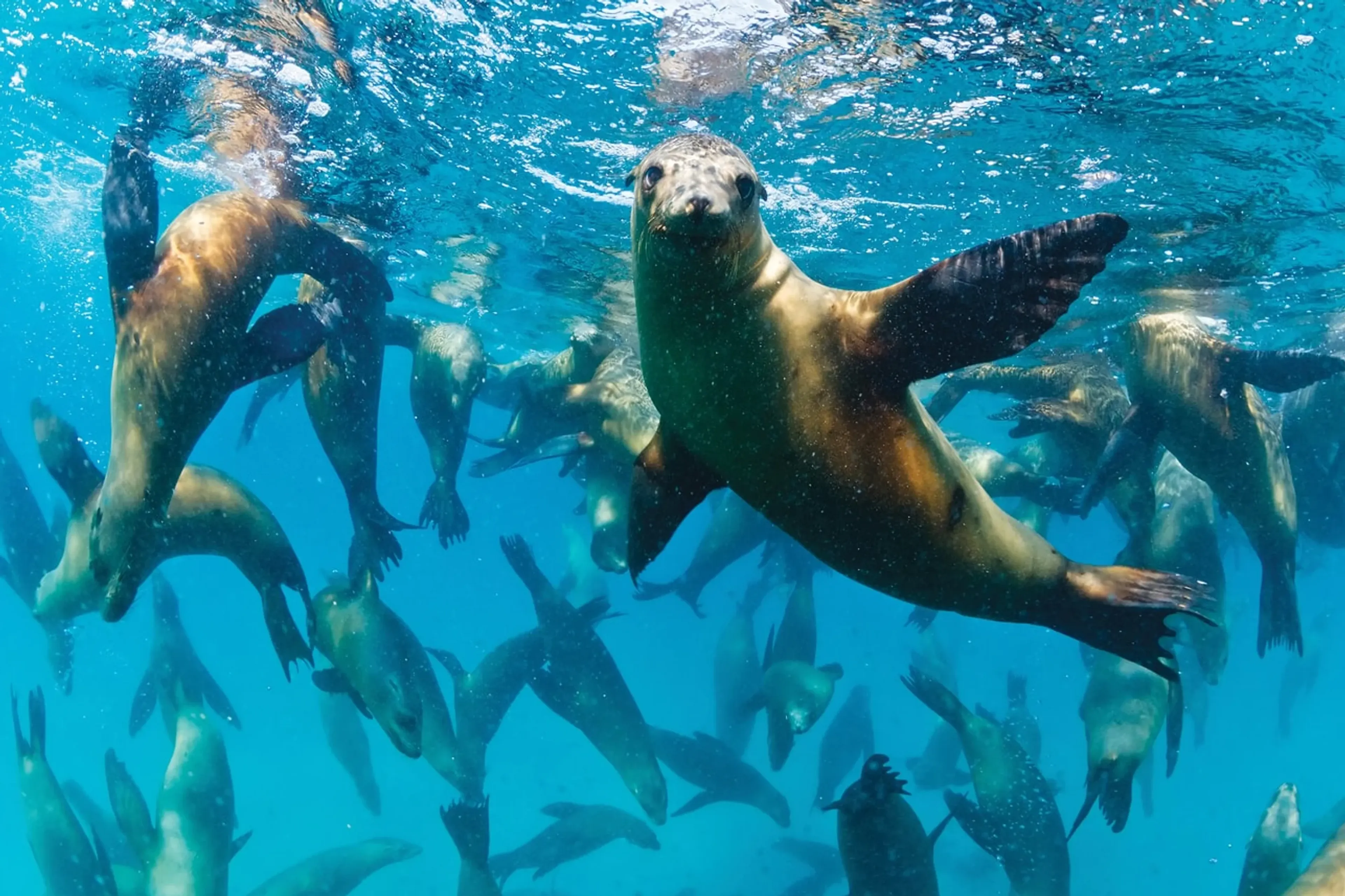 01_nautilus-explorer_bahia-angeles_sea_lions.webp