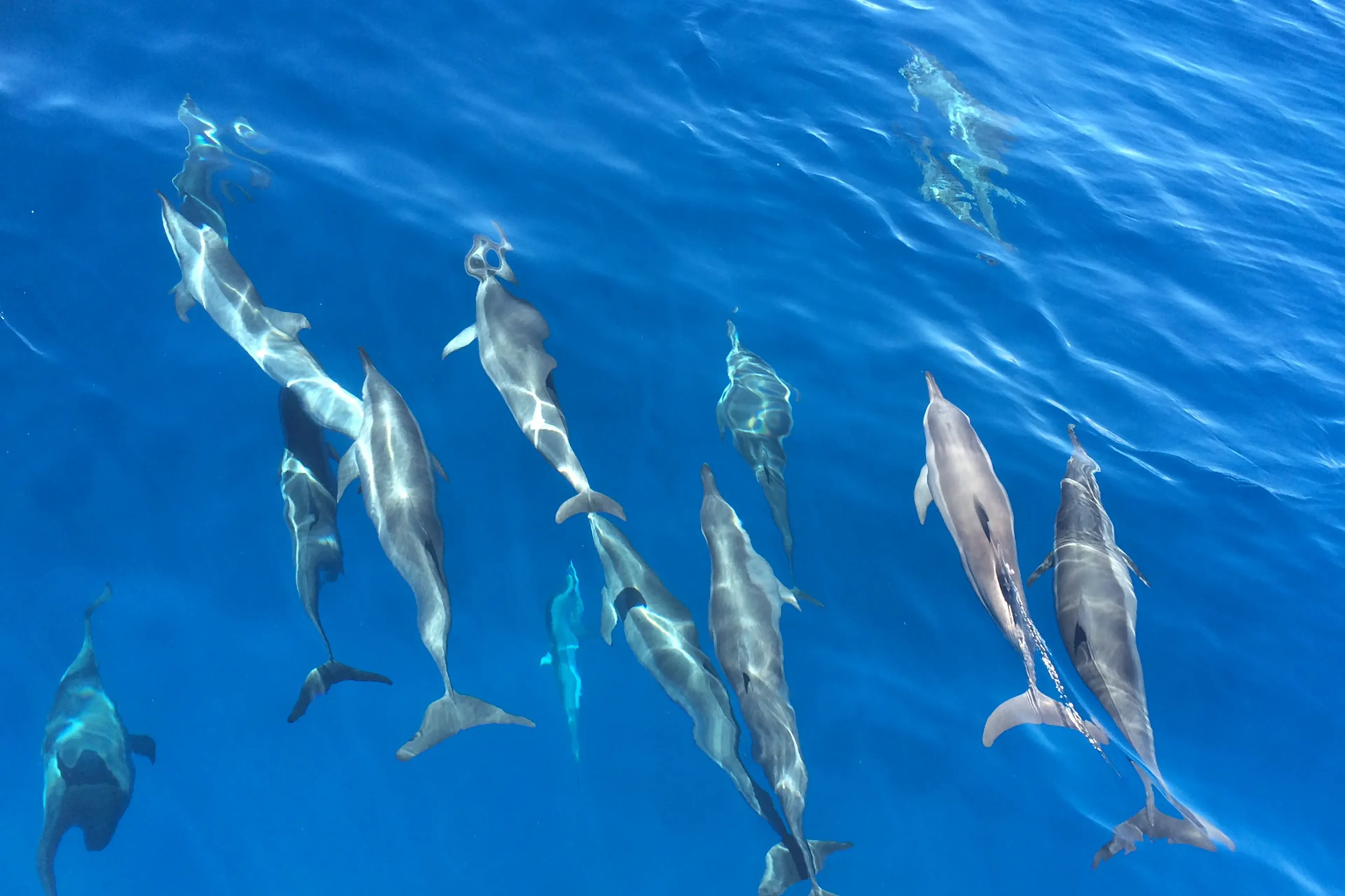 01_oceanes-dream_madagascar_dolphins.webp