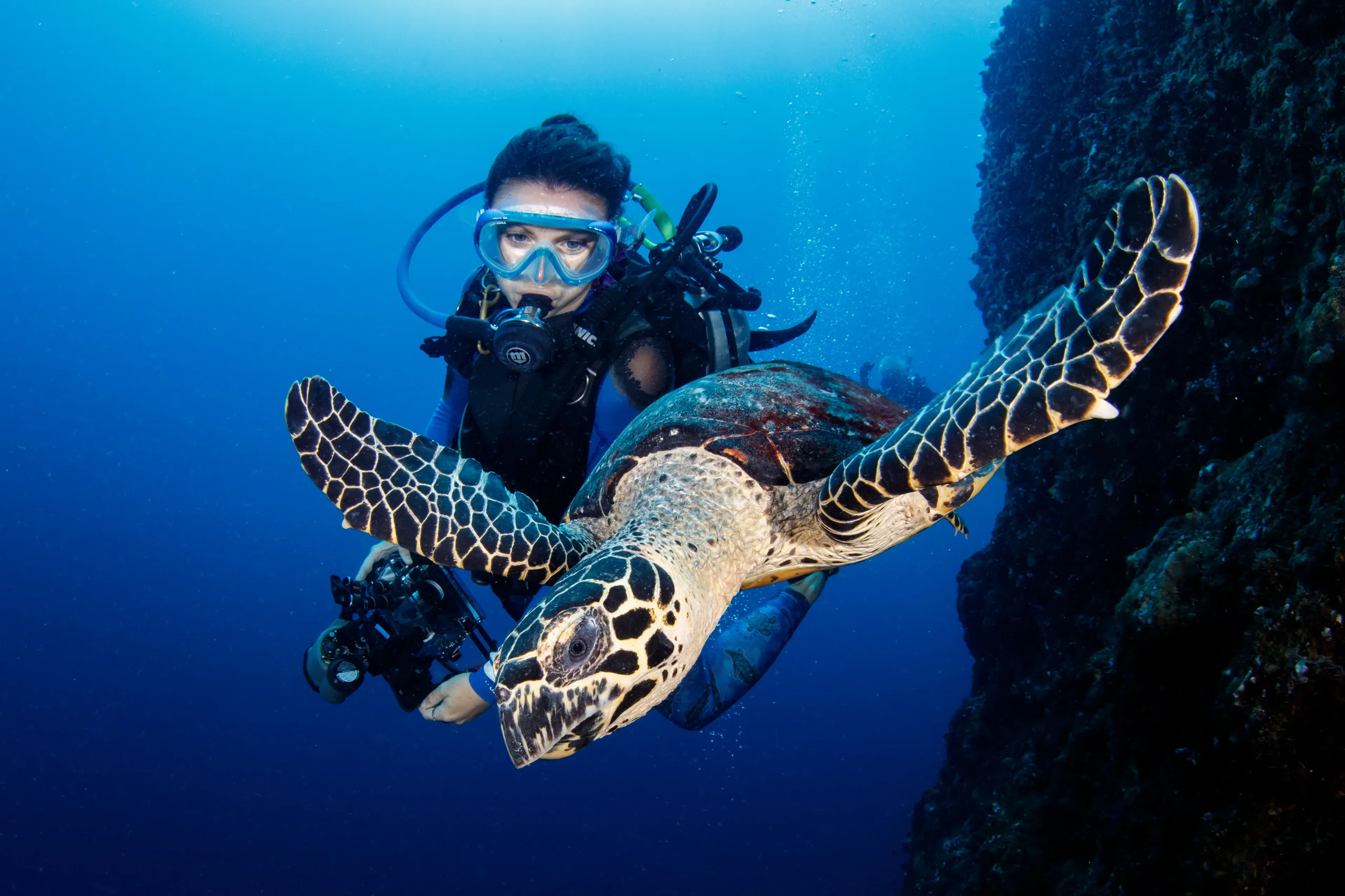 00_oceania_papua-new-guinea_grant_thomas_turtle.webp