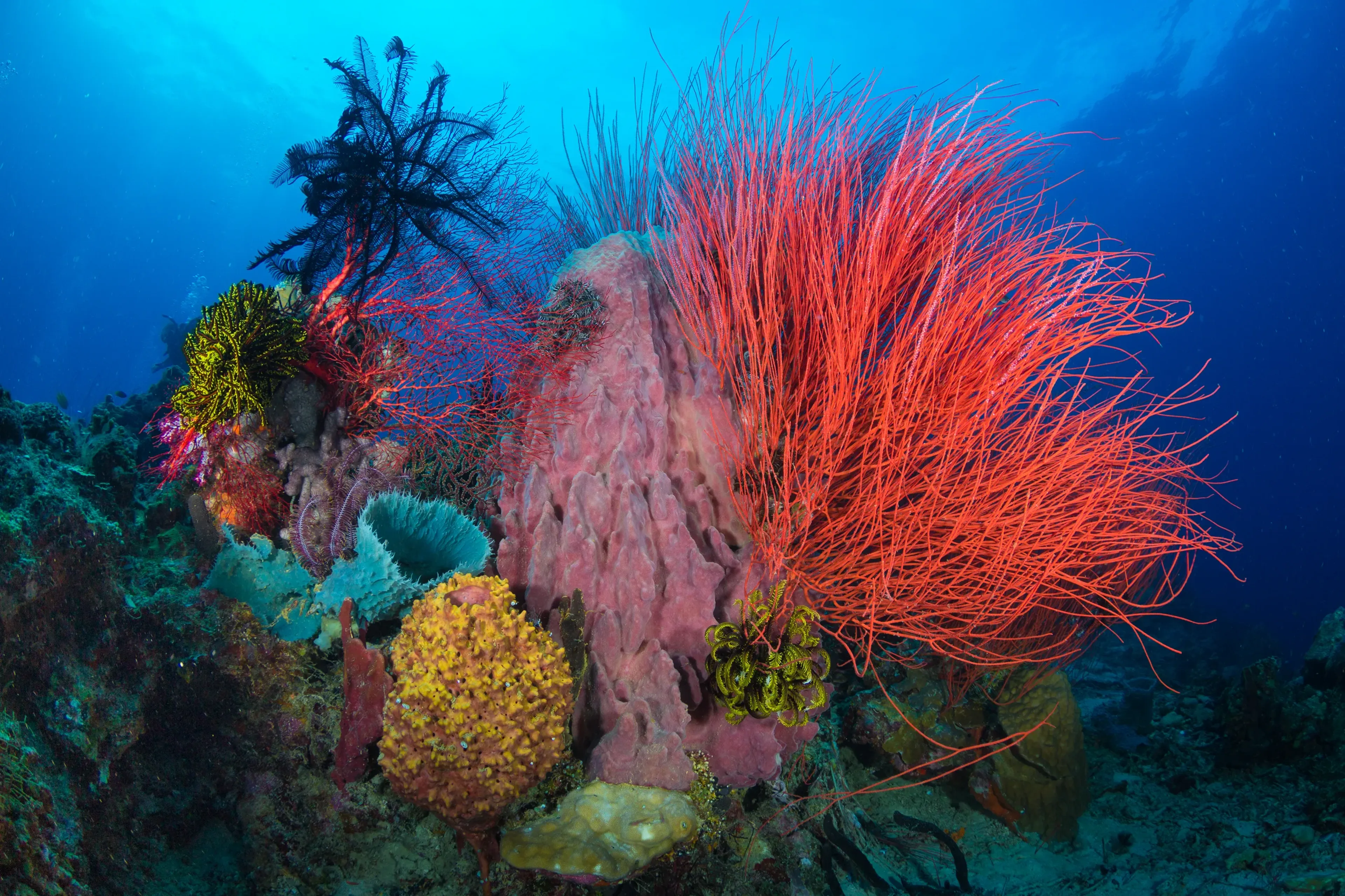01_oceania_papua-new-guinea_grant_thomas_reefs.webp