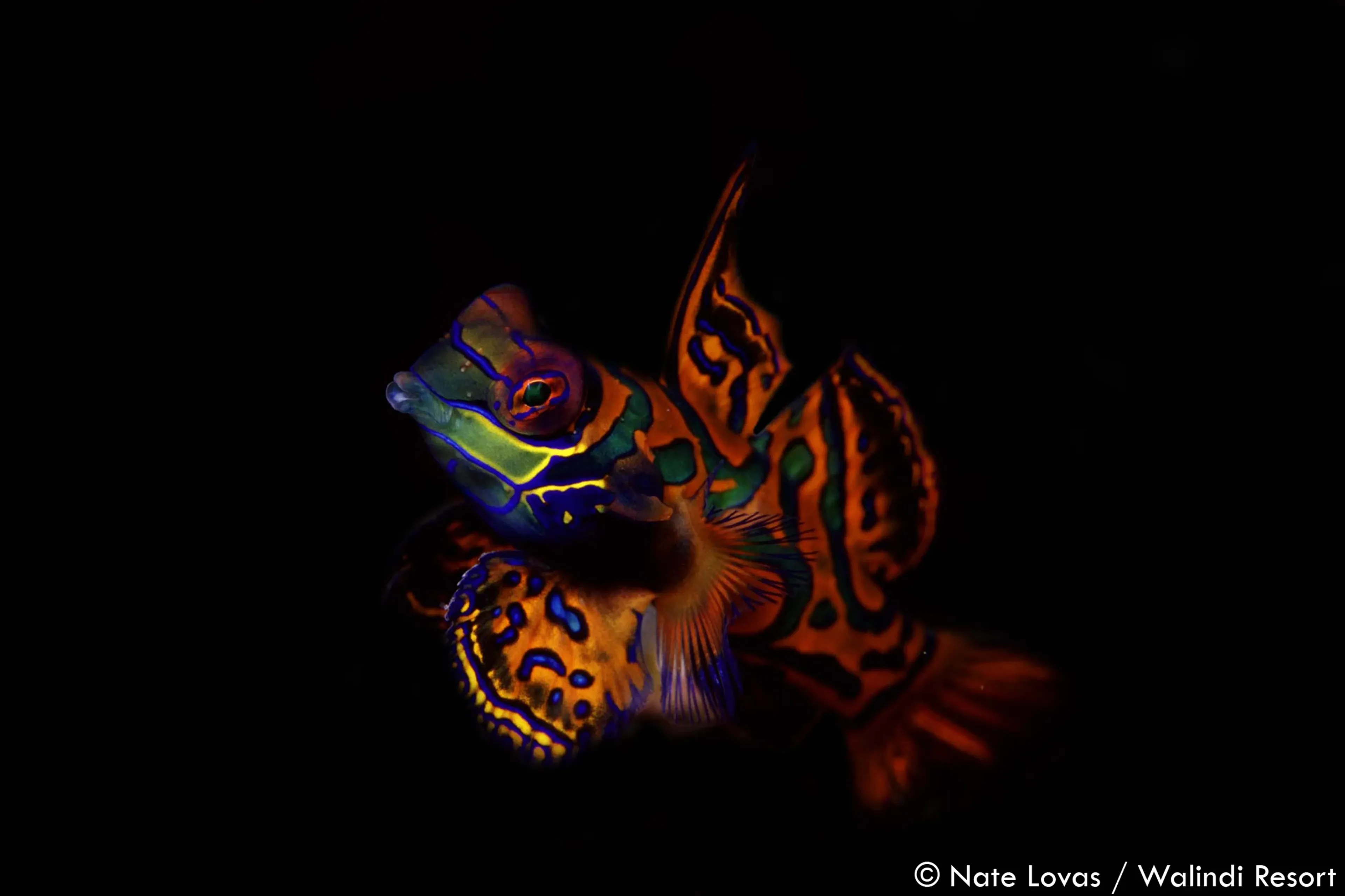 22_oceania_papua-new-guinea_nate_lovas_mandarin_fish.webp