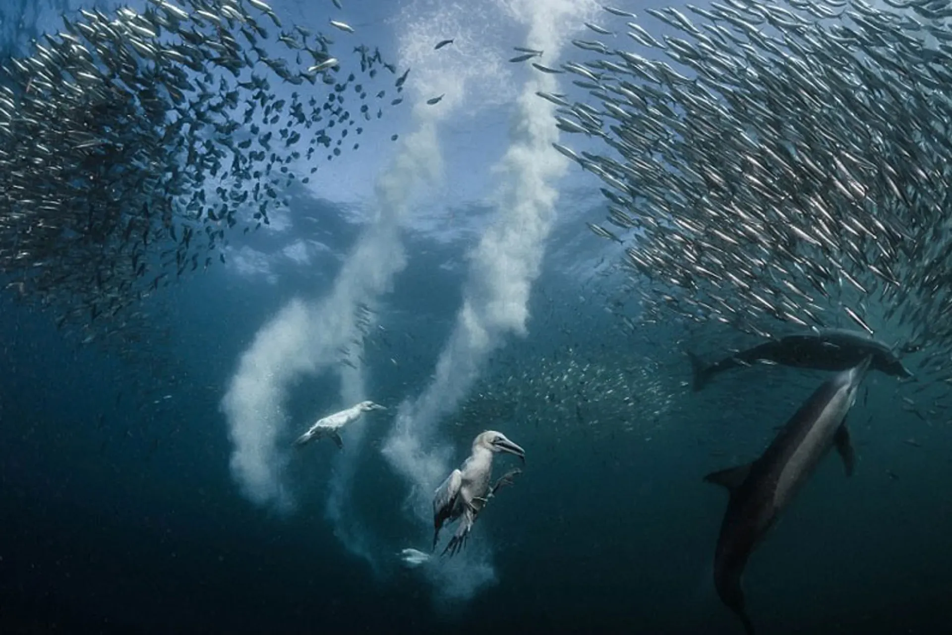 Dive and Snorkel the Sardine Run for Incredible Marine Sightings!