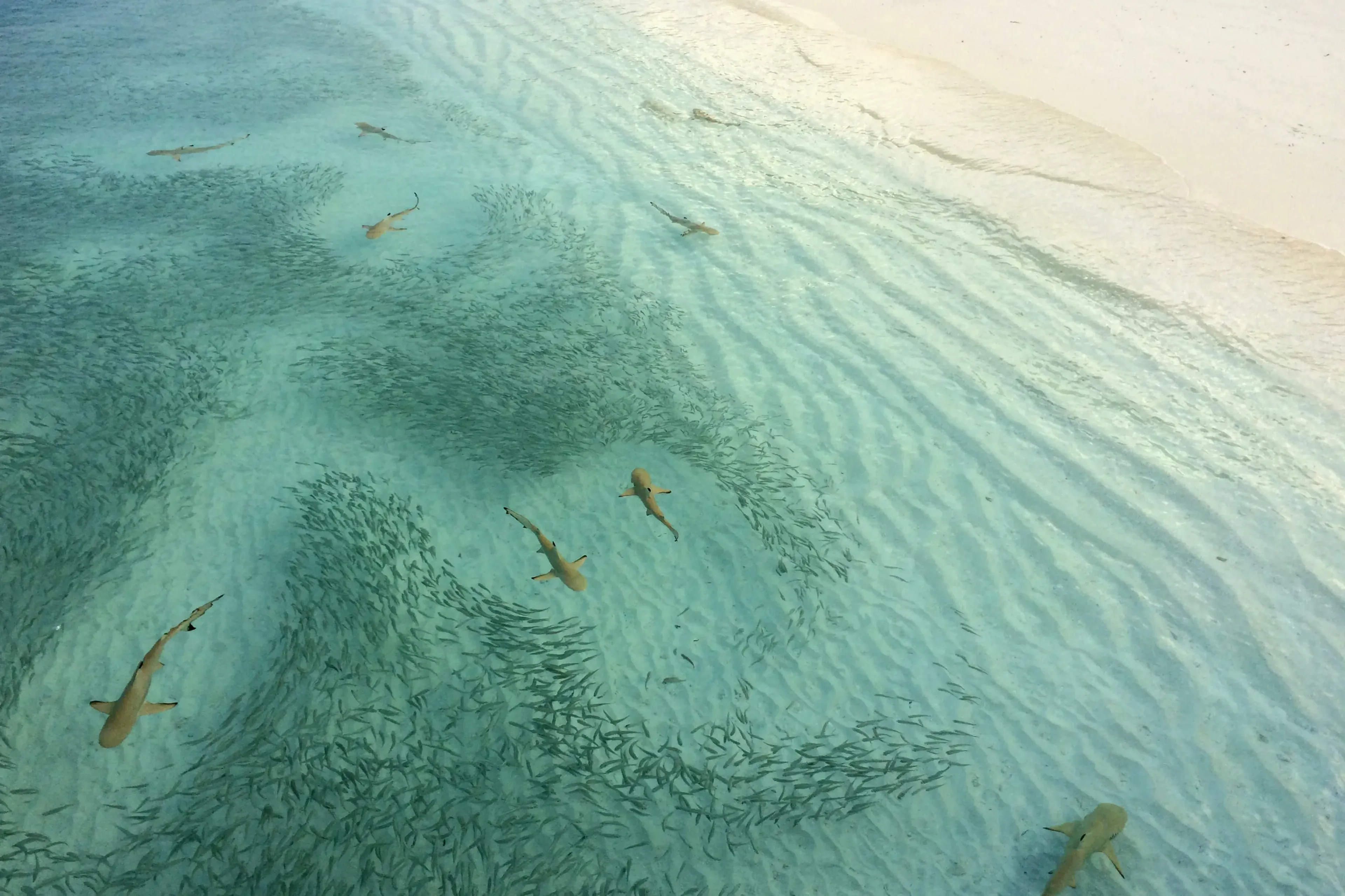 00_seafari_maldives_sharks.webp