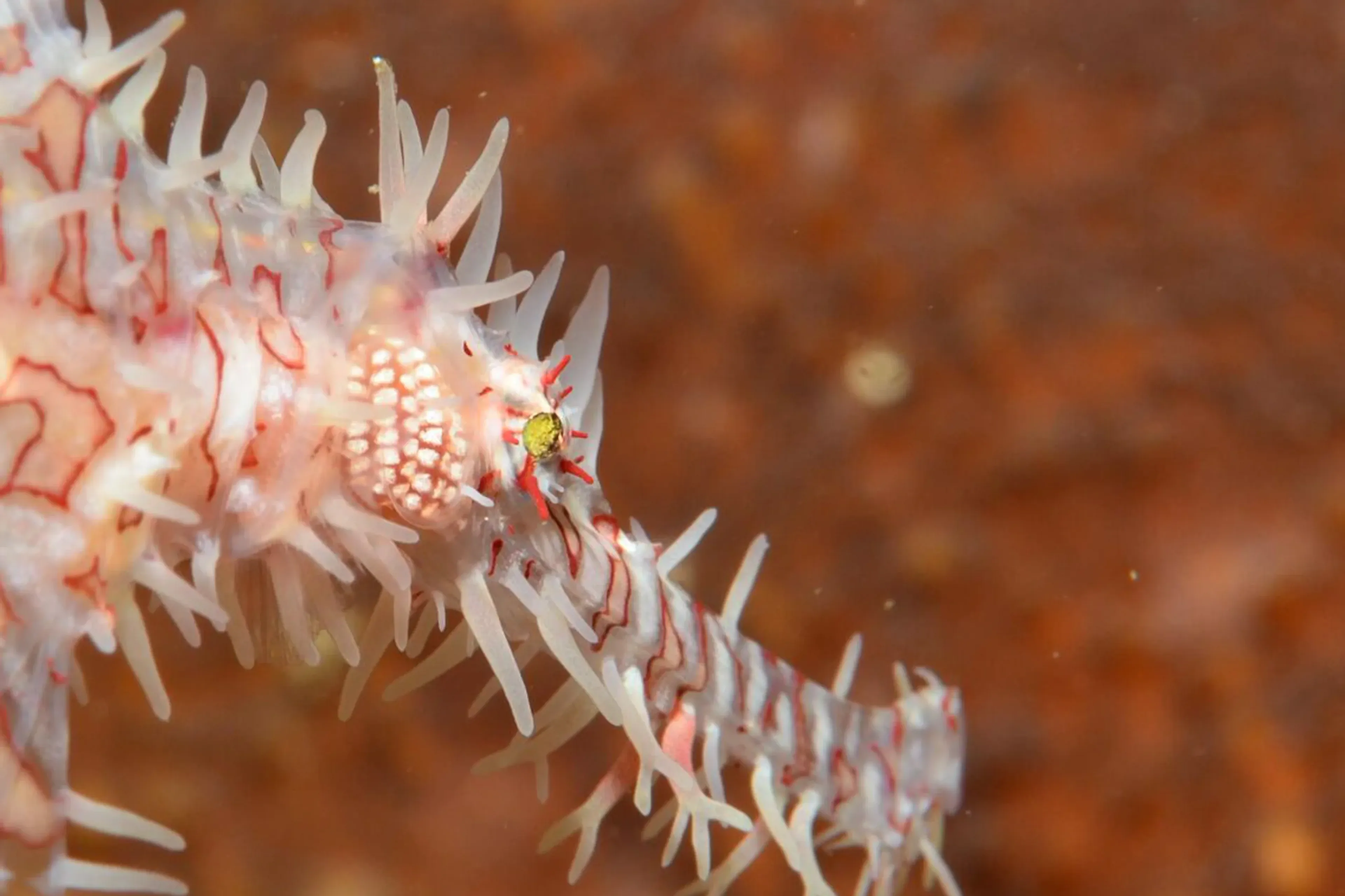 00_Smiling_Seahorse_Burma_Mergui_Macro_Paradise_DSC0088.webp