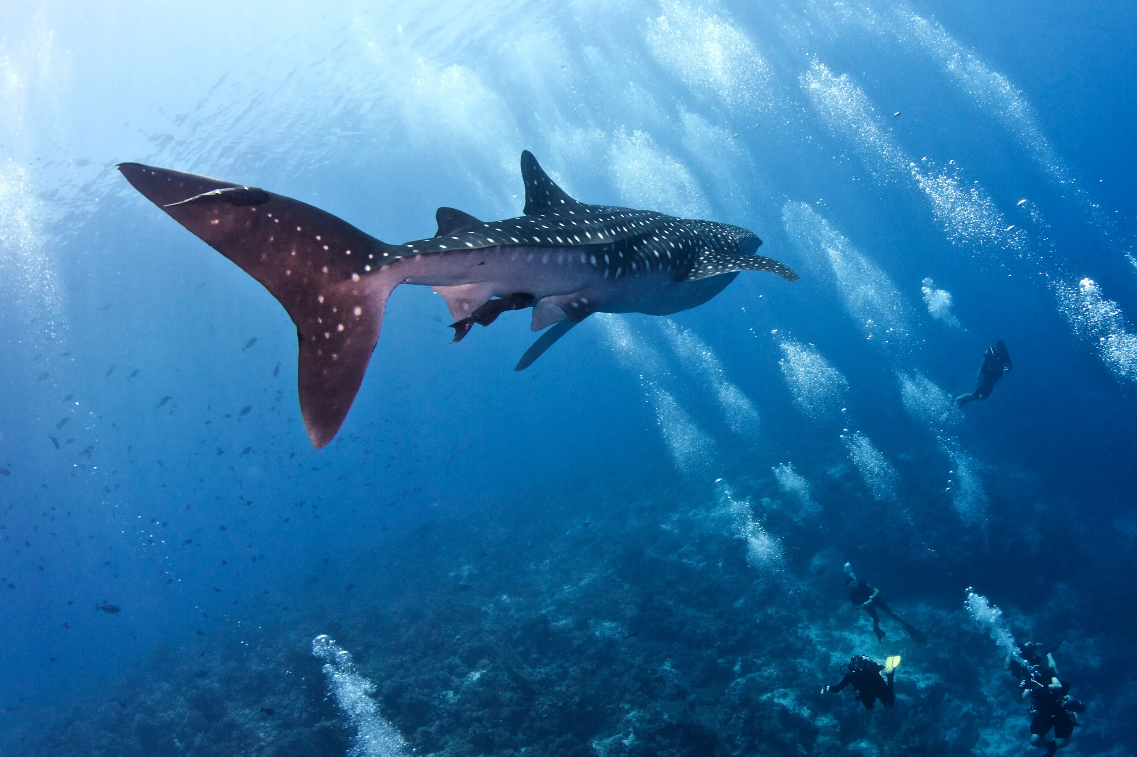 00_solitude-world_tubbataha_whale-shark.webp