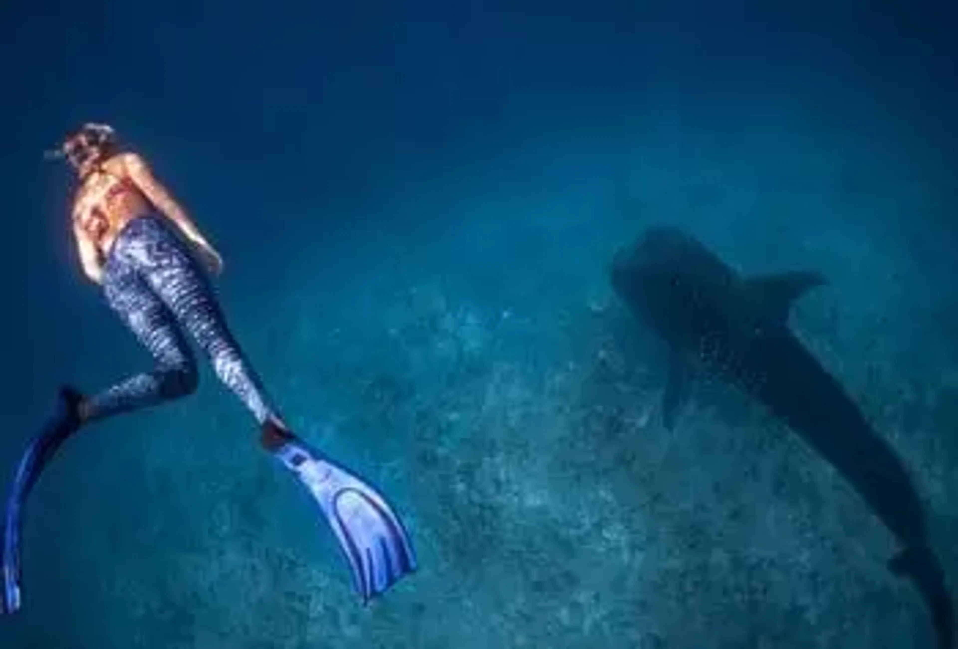 free-diver with a whale shark