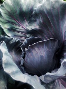 barchem-cabbage-web.jpg