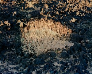 Amboy Crater Scrub Bush_ bodri2019.jpg