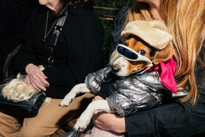 Vogue_HalloweenDogParade2022_212.jpg